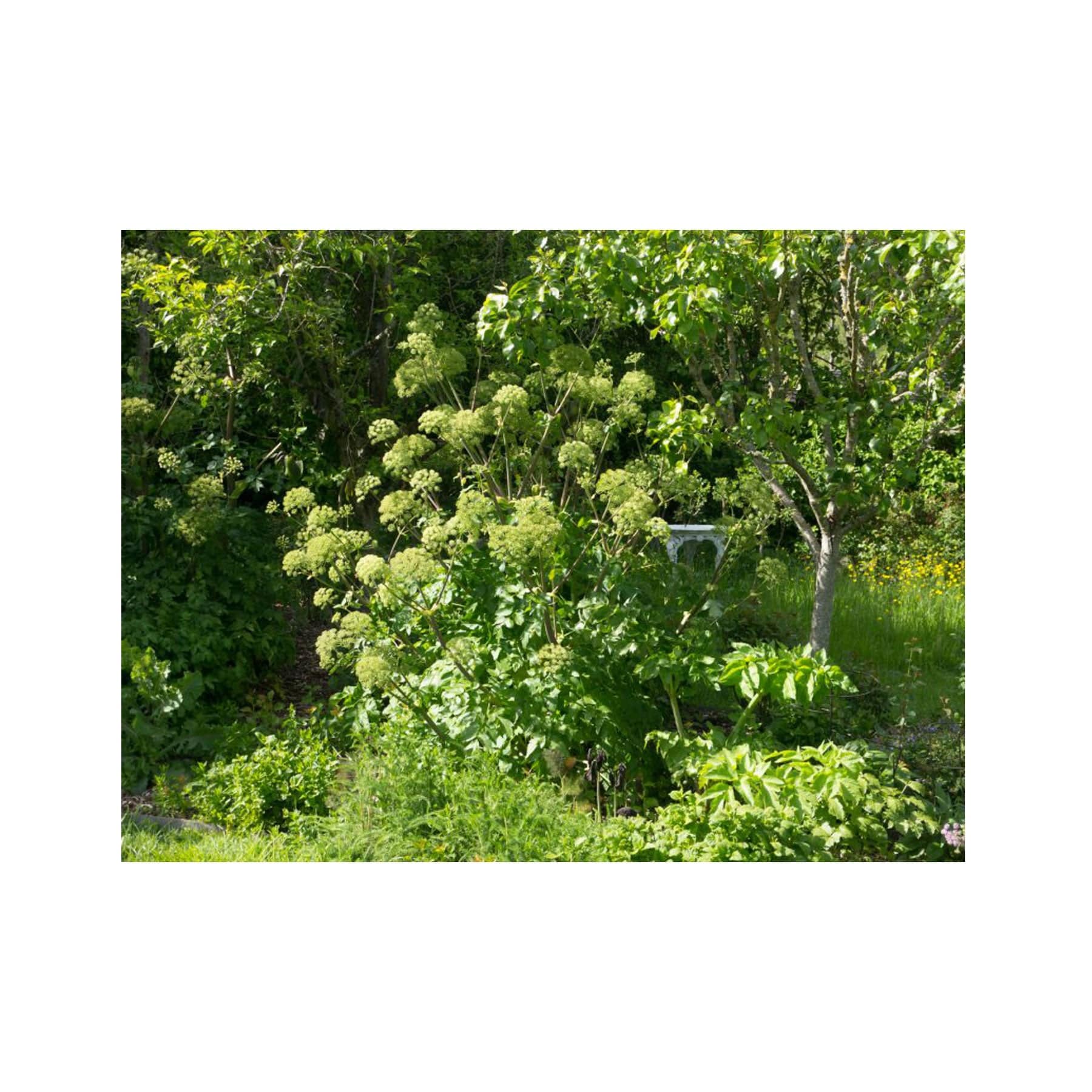 Angelica seed pack - Image 2