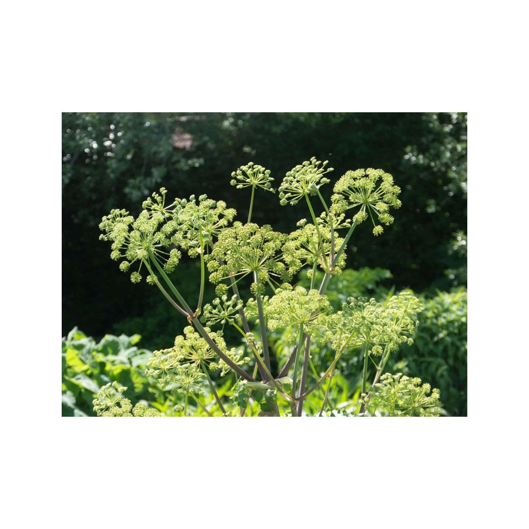 Angelica seed pack - Image 3