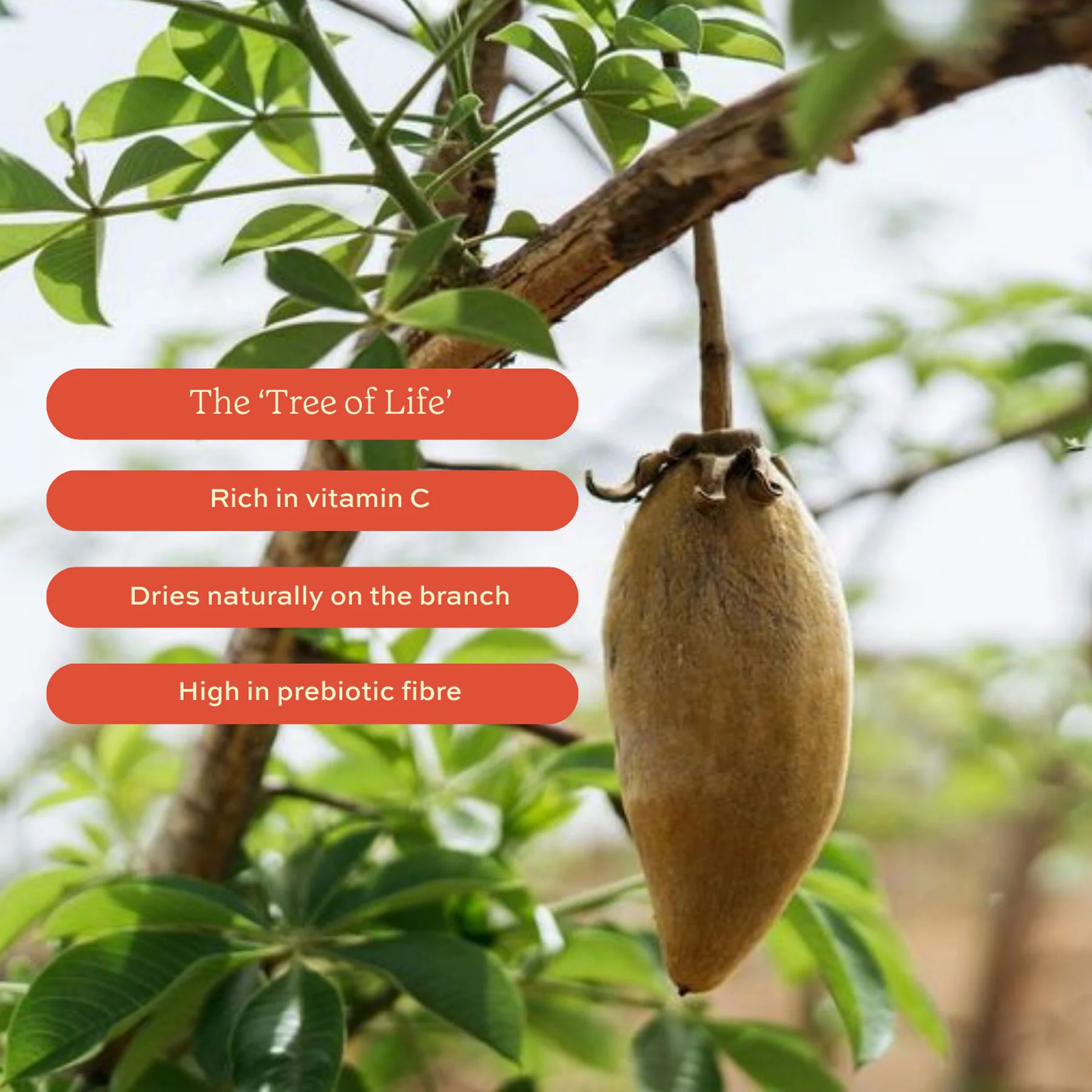Baobab superfruit powder 80g - Image 4