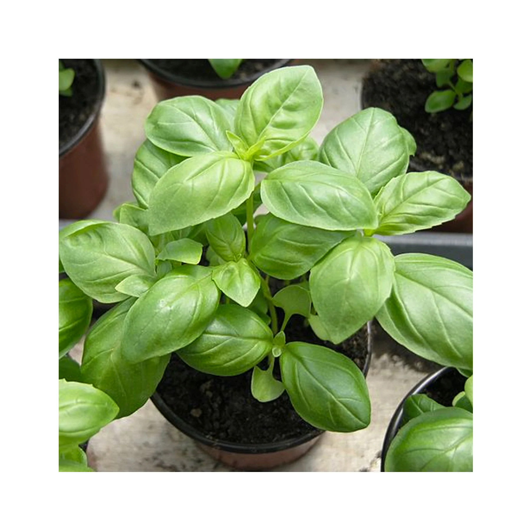 Basil herb tube - Image 4