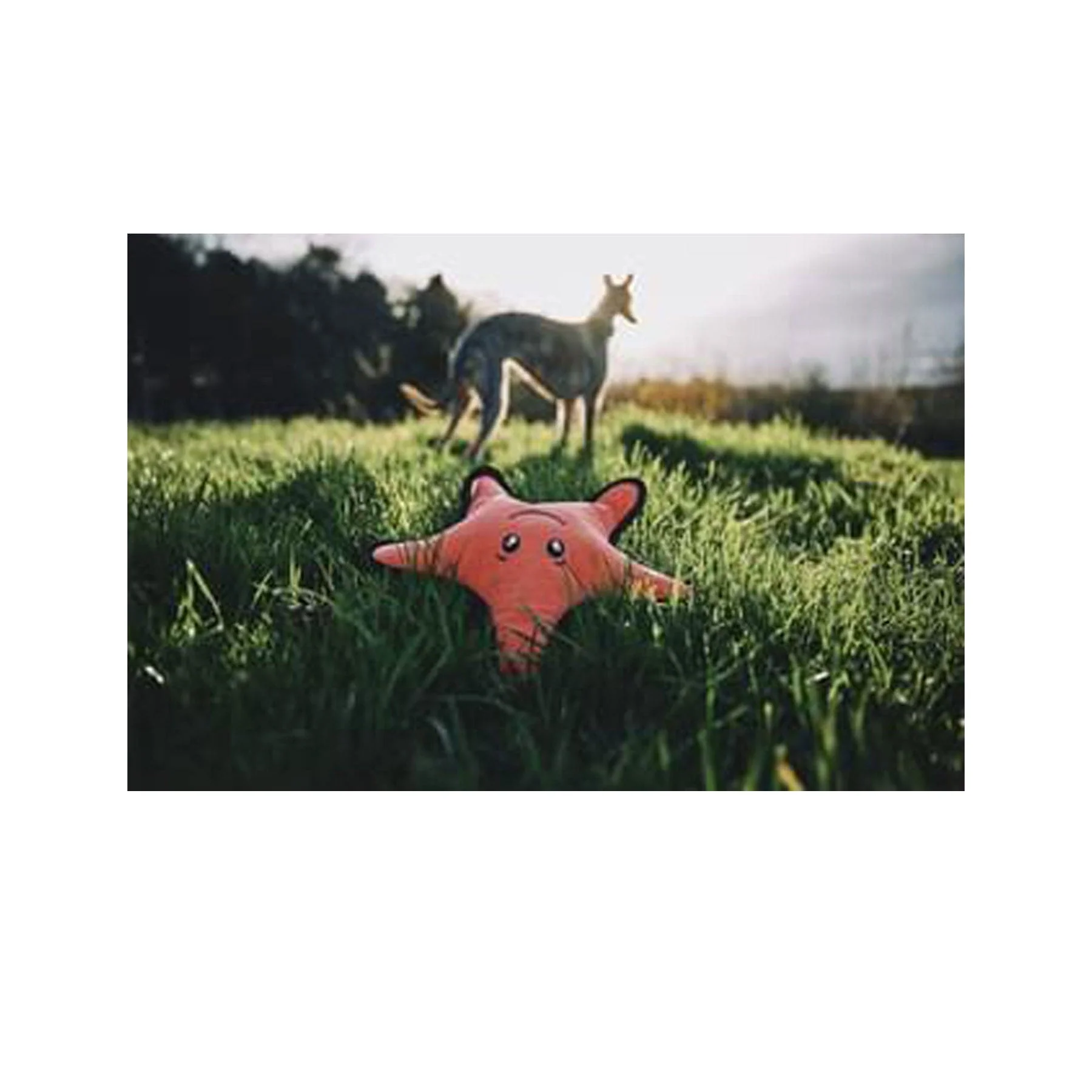 Plush starfish dog toy - Image 2