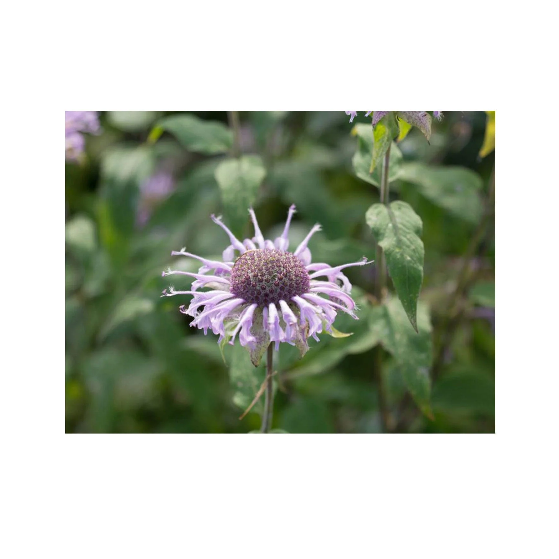 Bee balm seed pack - Image 2