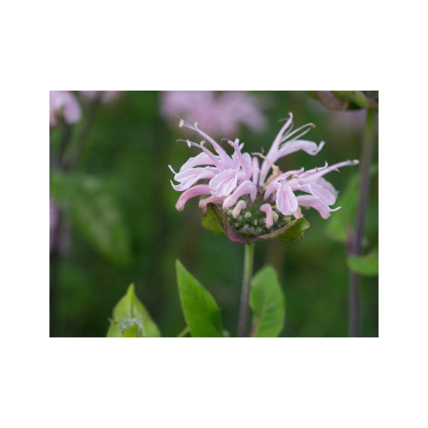 Bee balm seed pack - Image 4