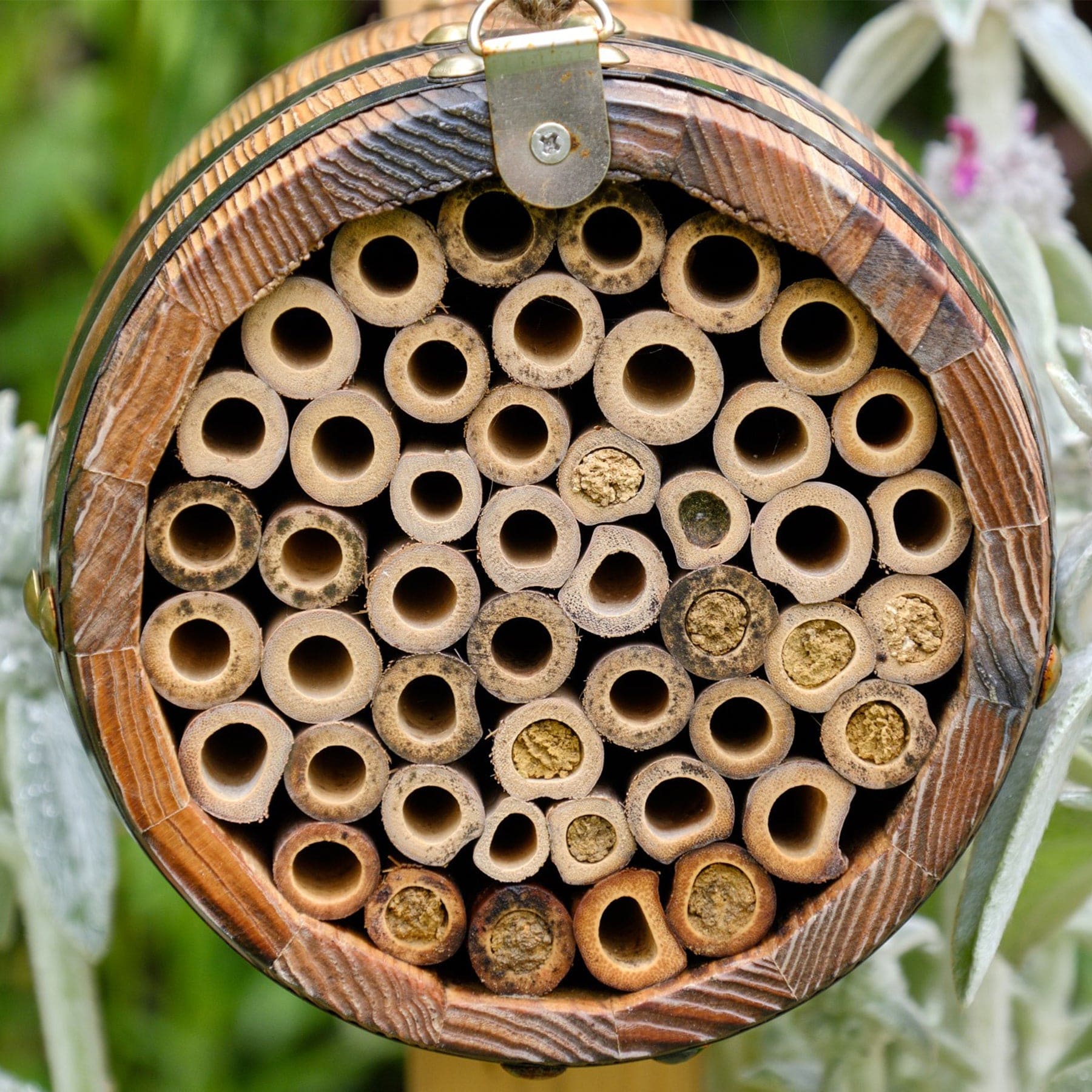 Bee Barrel - Image 3