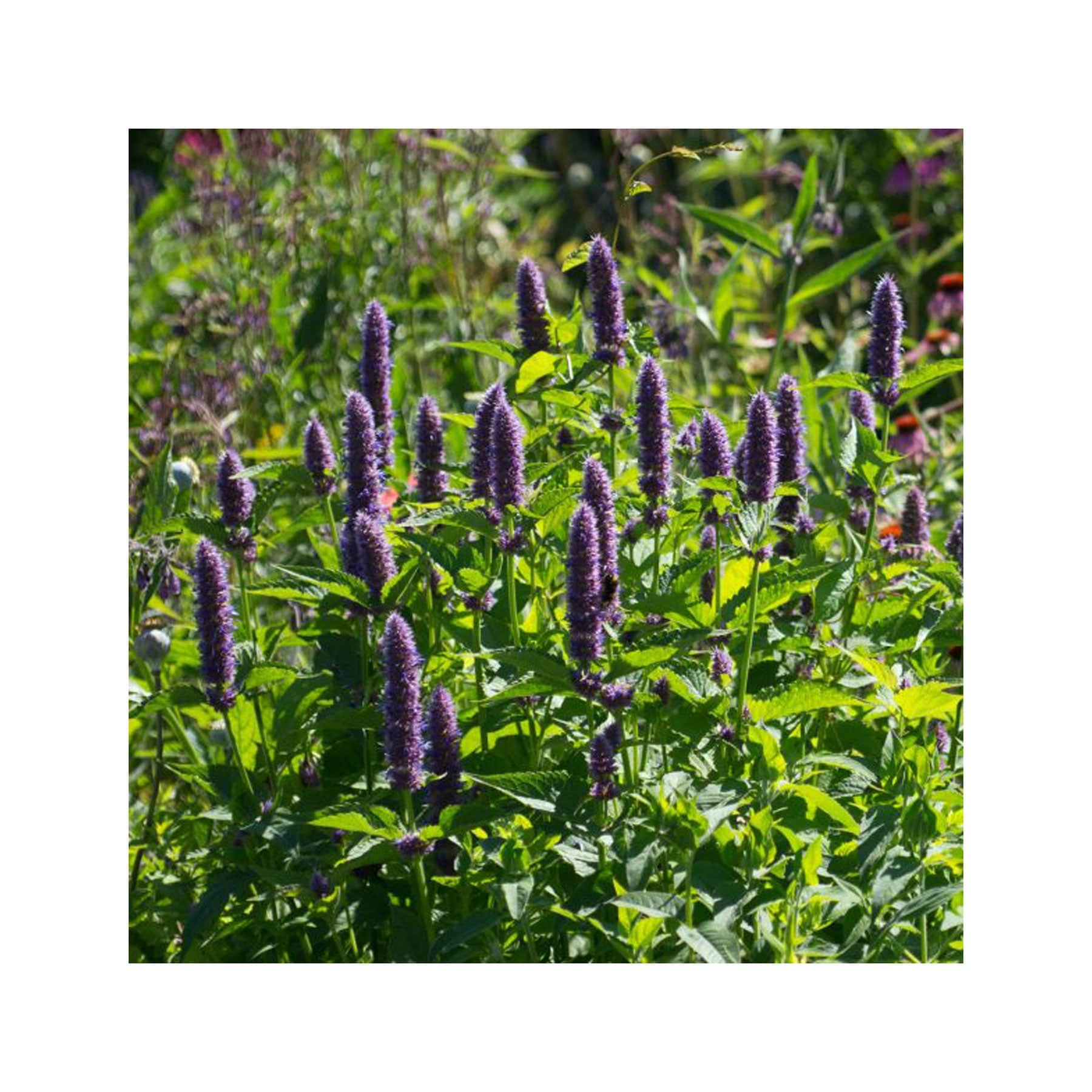 Bee herbal garden seed collection - Image 6