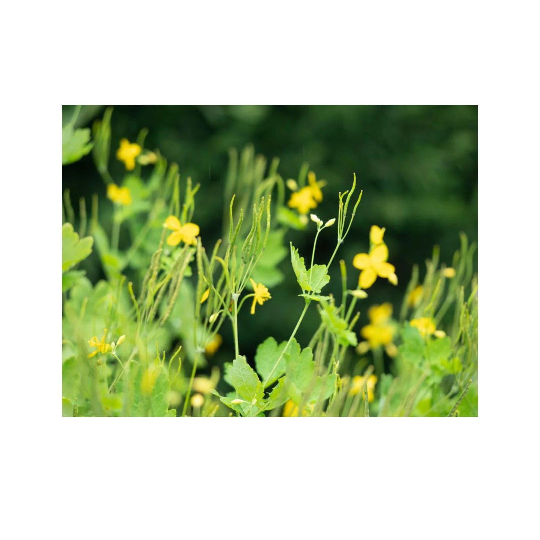 Greater celandine seed pack - Image 2