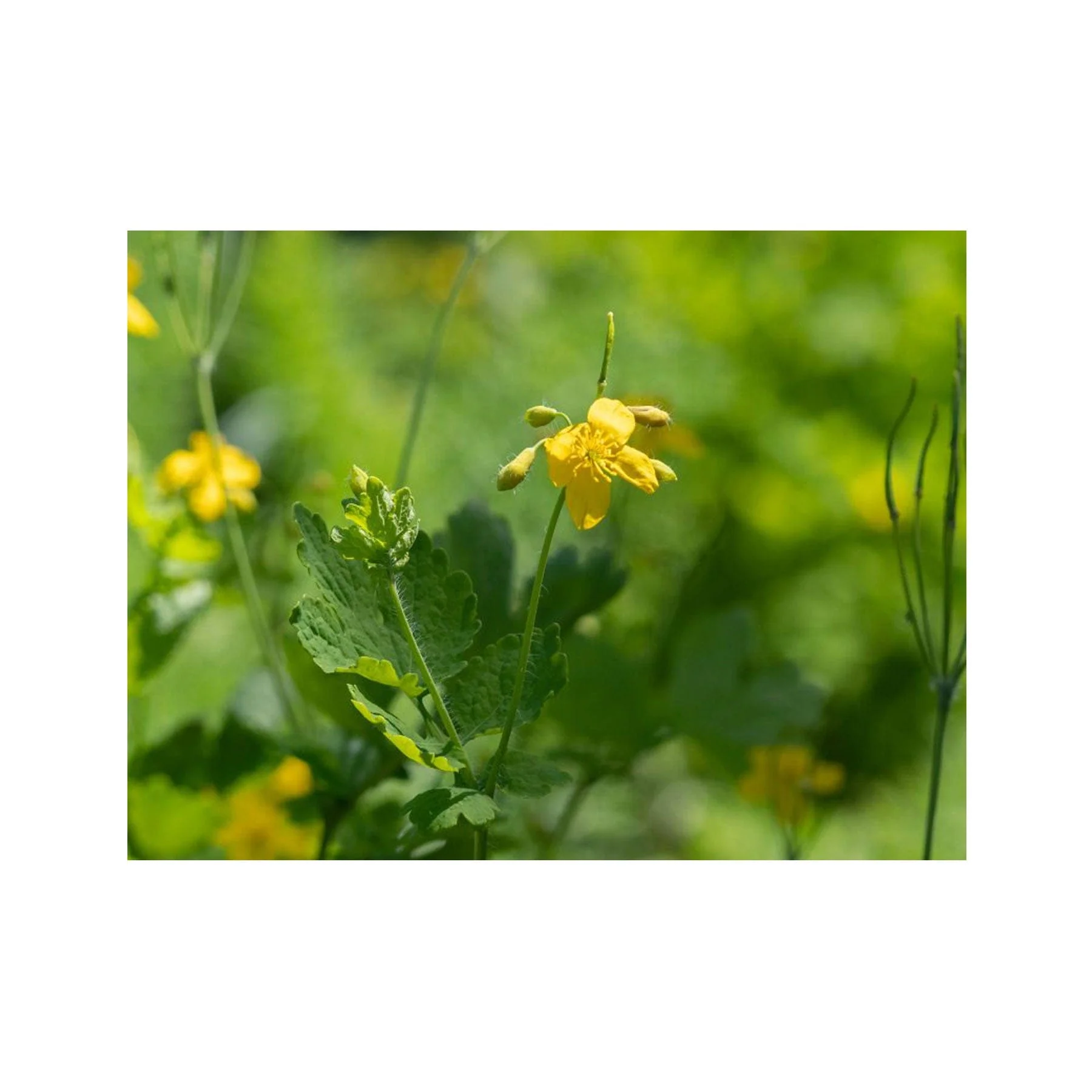 Greater celandine seed pack - Image 3