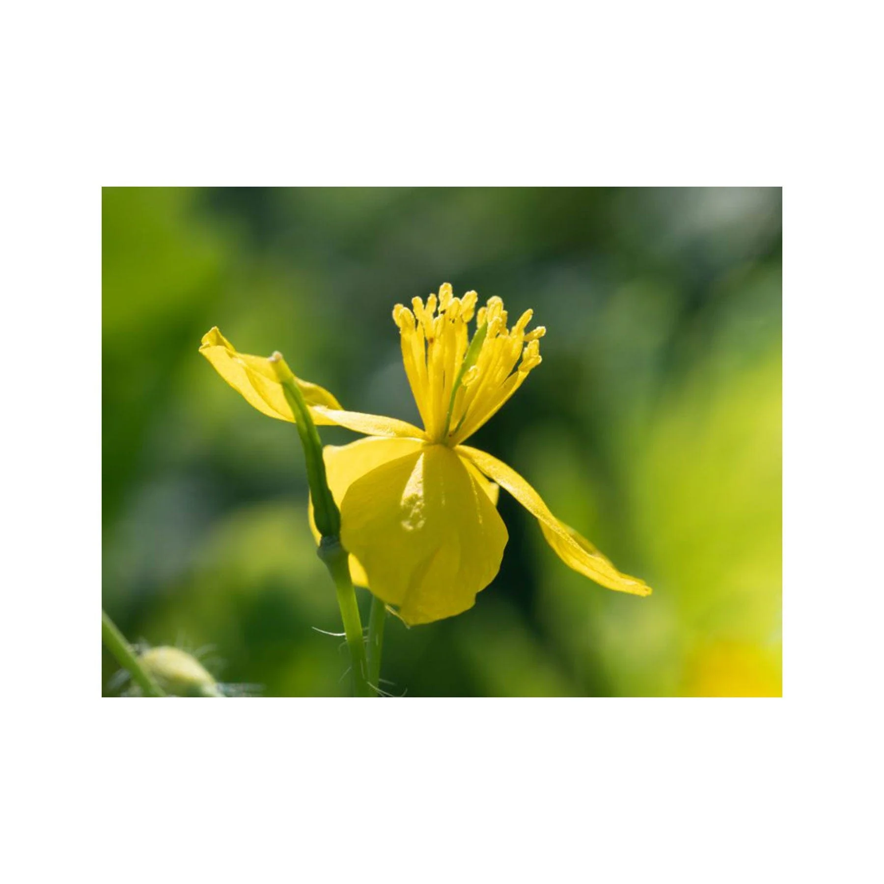 Greater celandine seed pack - Image 4