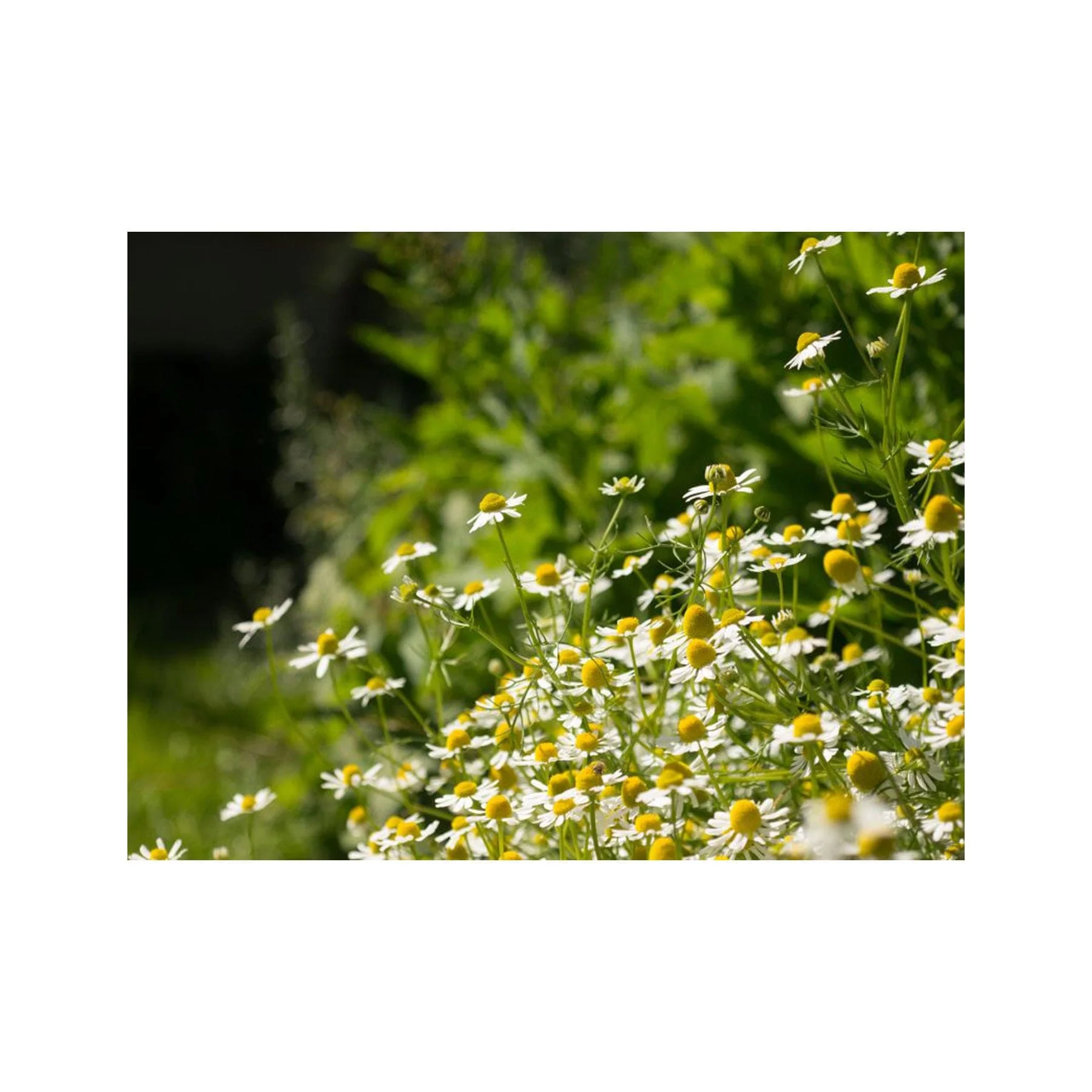 Chamomile German seed pack - Image 2