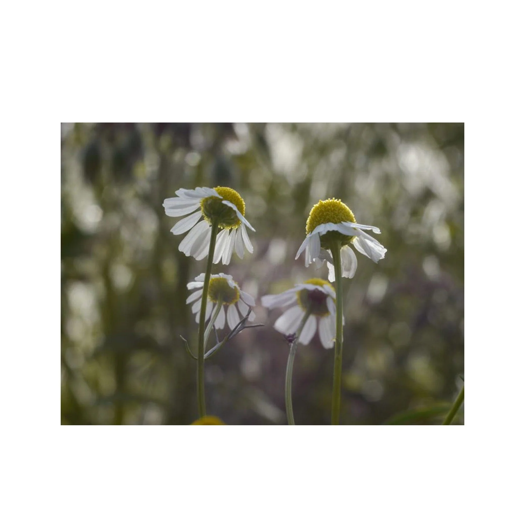 Chamomile German seed pack - Image 4