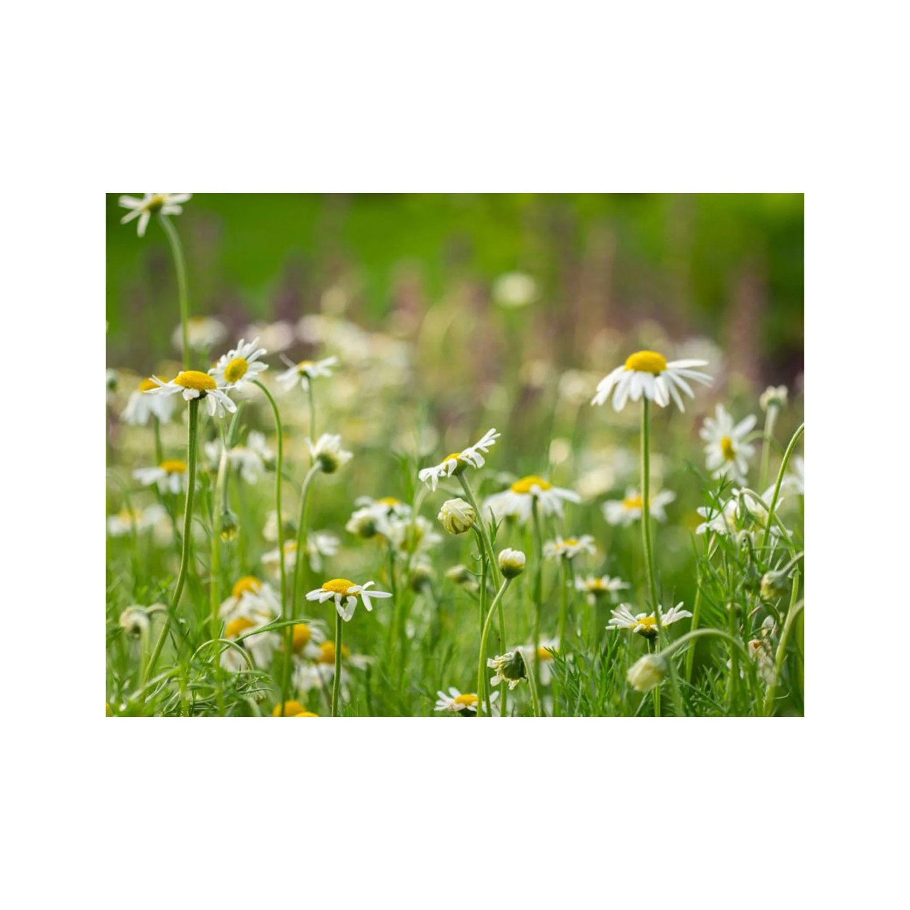 Roman chamomile seed pack - Image 2