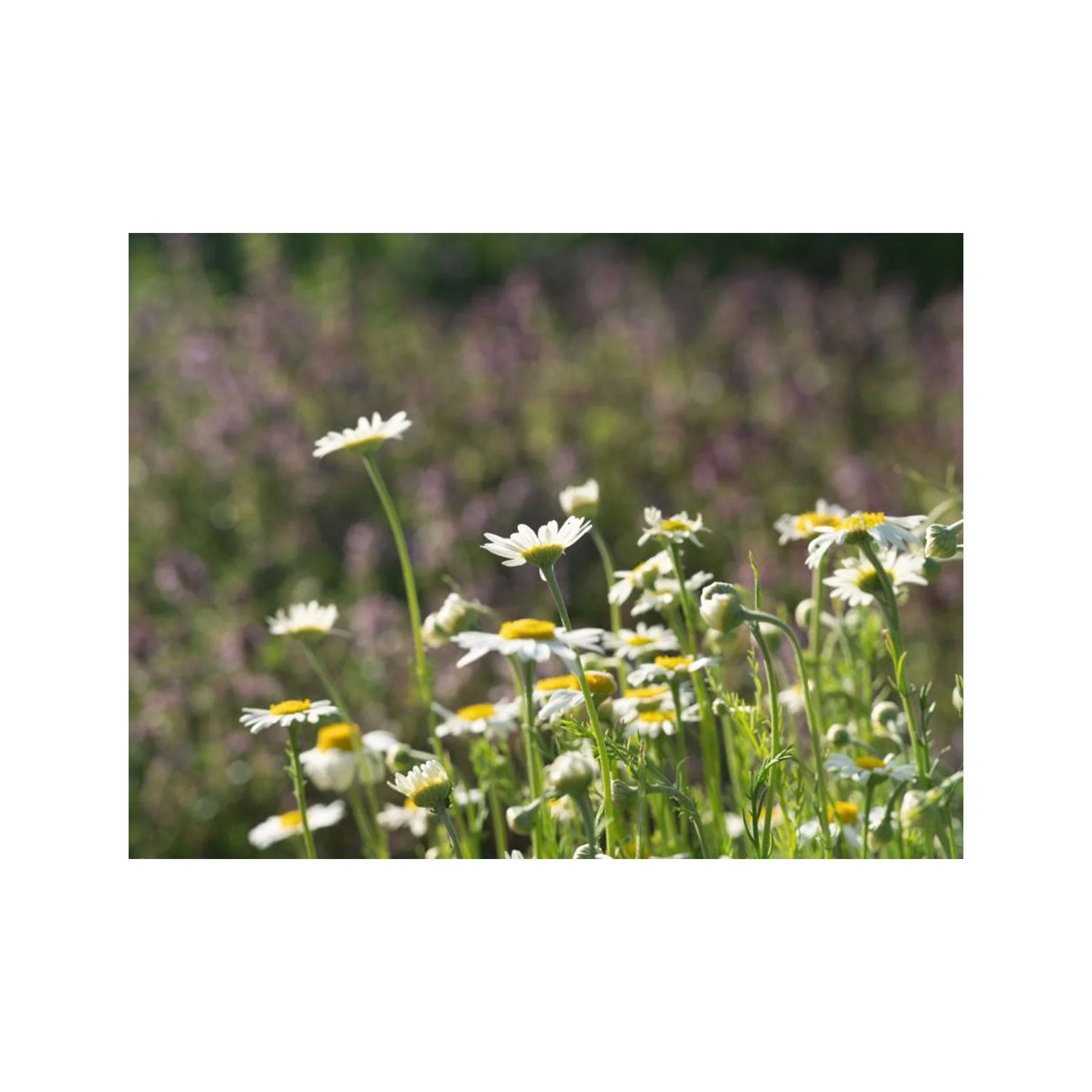 Roman chamomile seed pack - Image 3