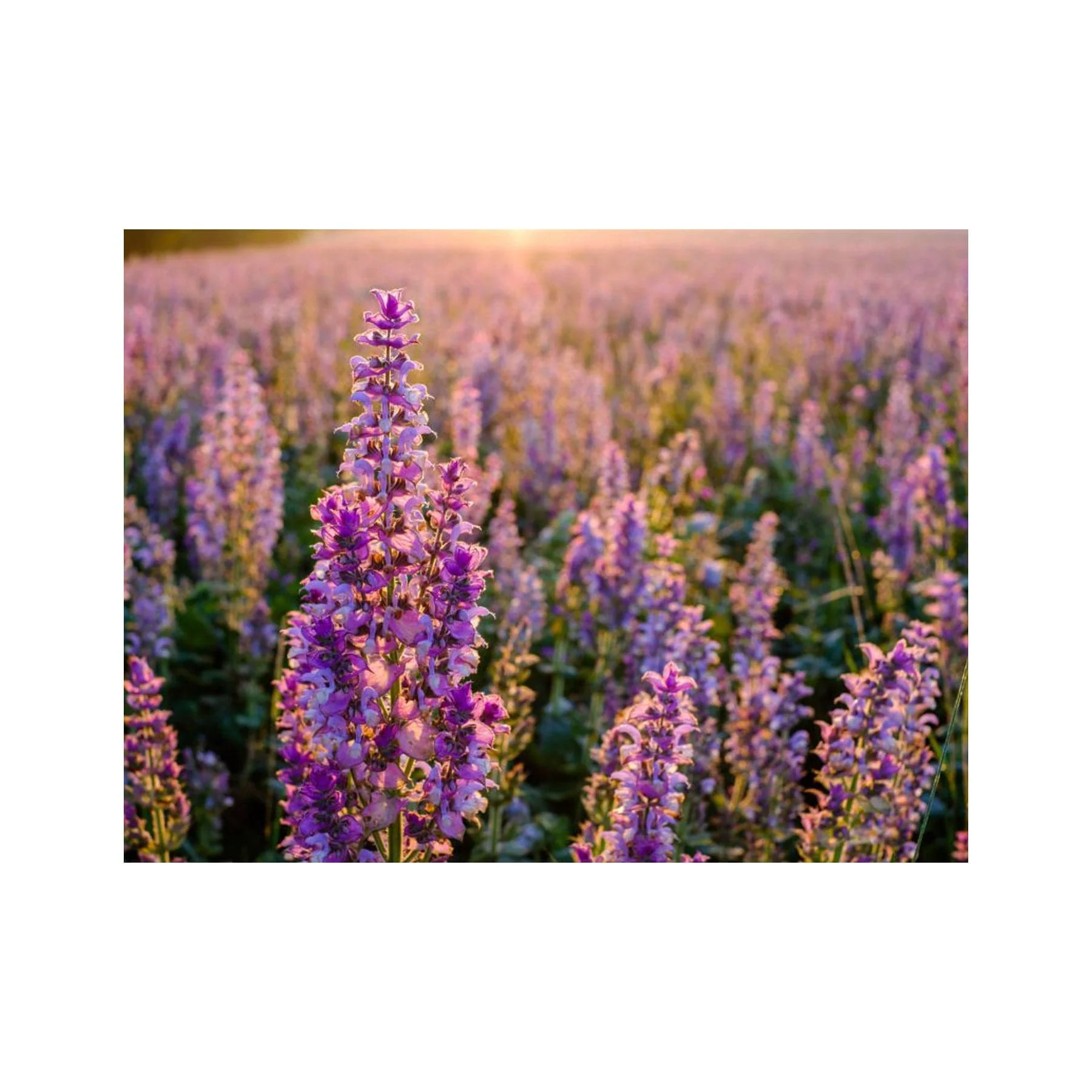 Clary sage seed pack - Image 2