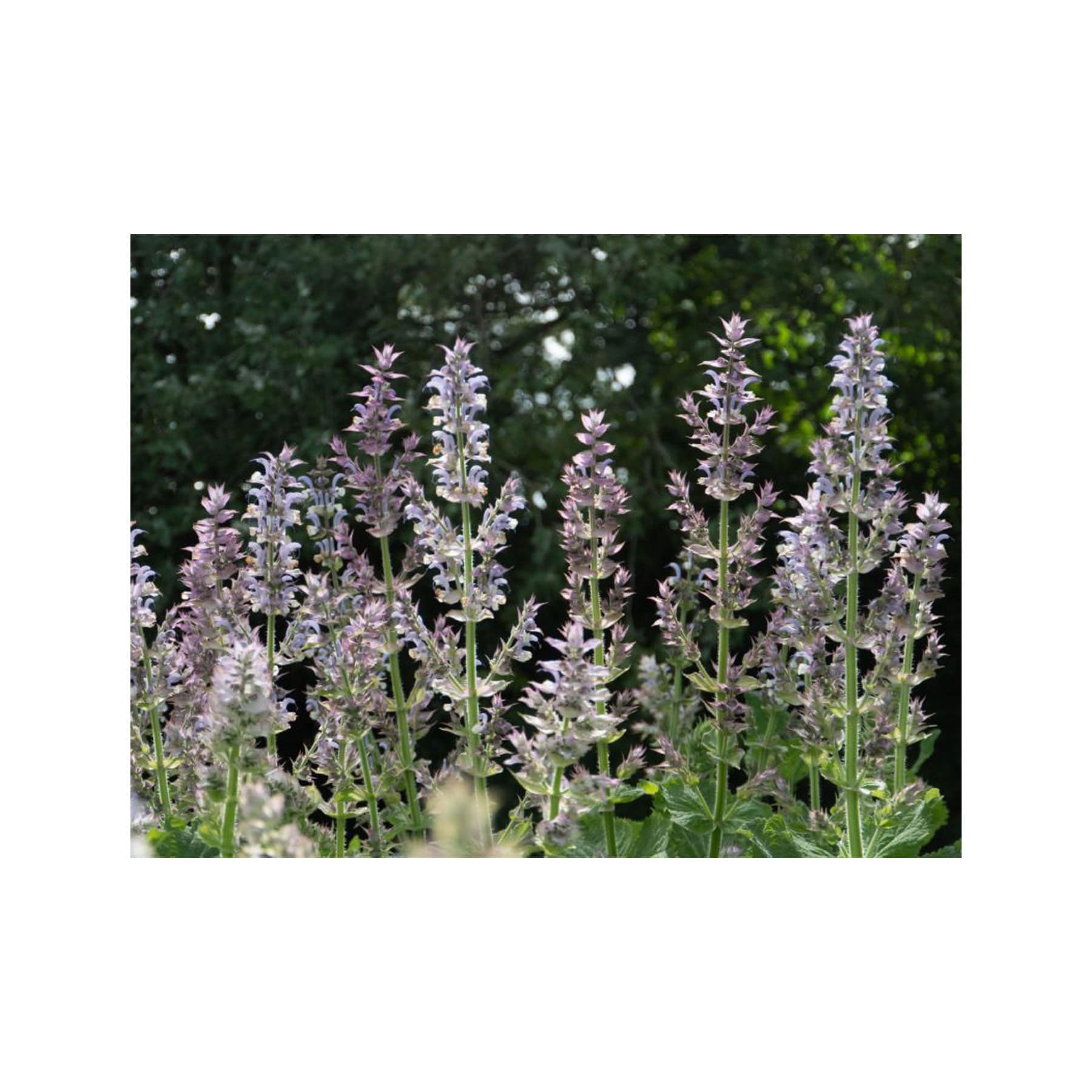 Clary sage seed pack - Image 3