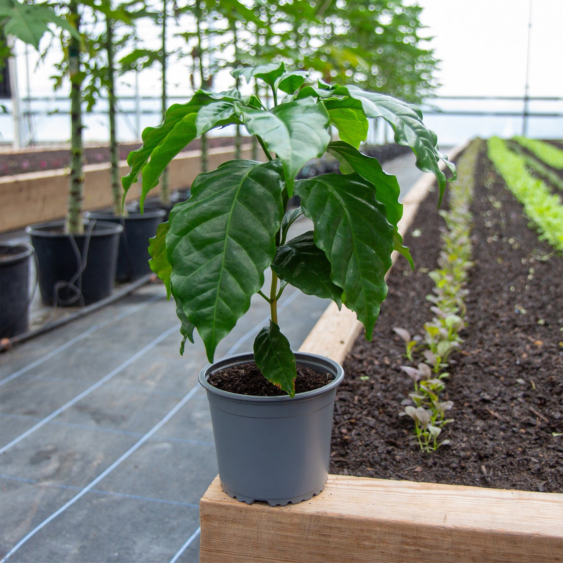 Arabica coffee plant - Eden-grown - Image 4