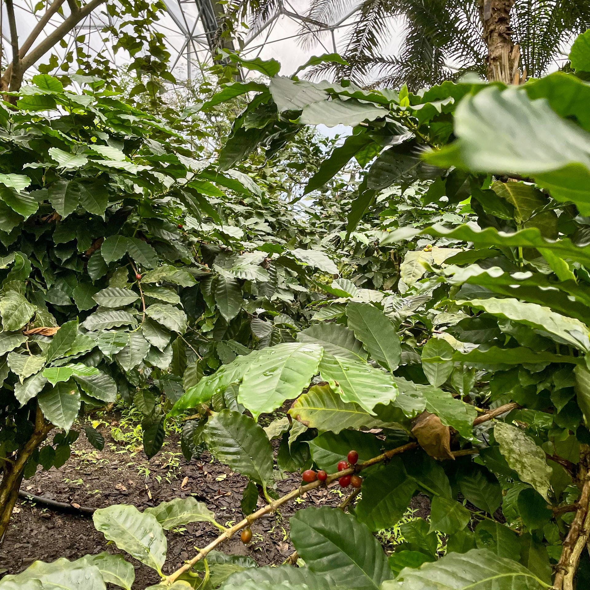 Arabica coffee plant - Eden-grown - Image 5