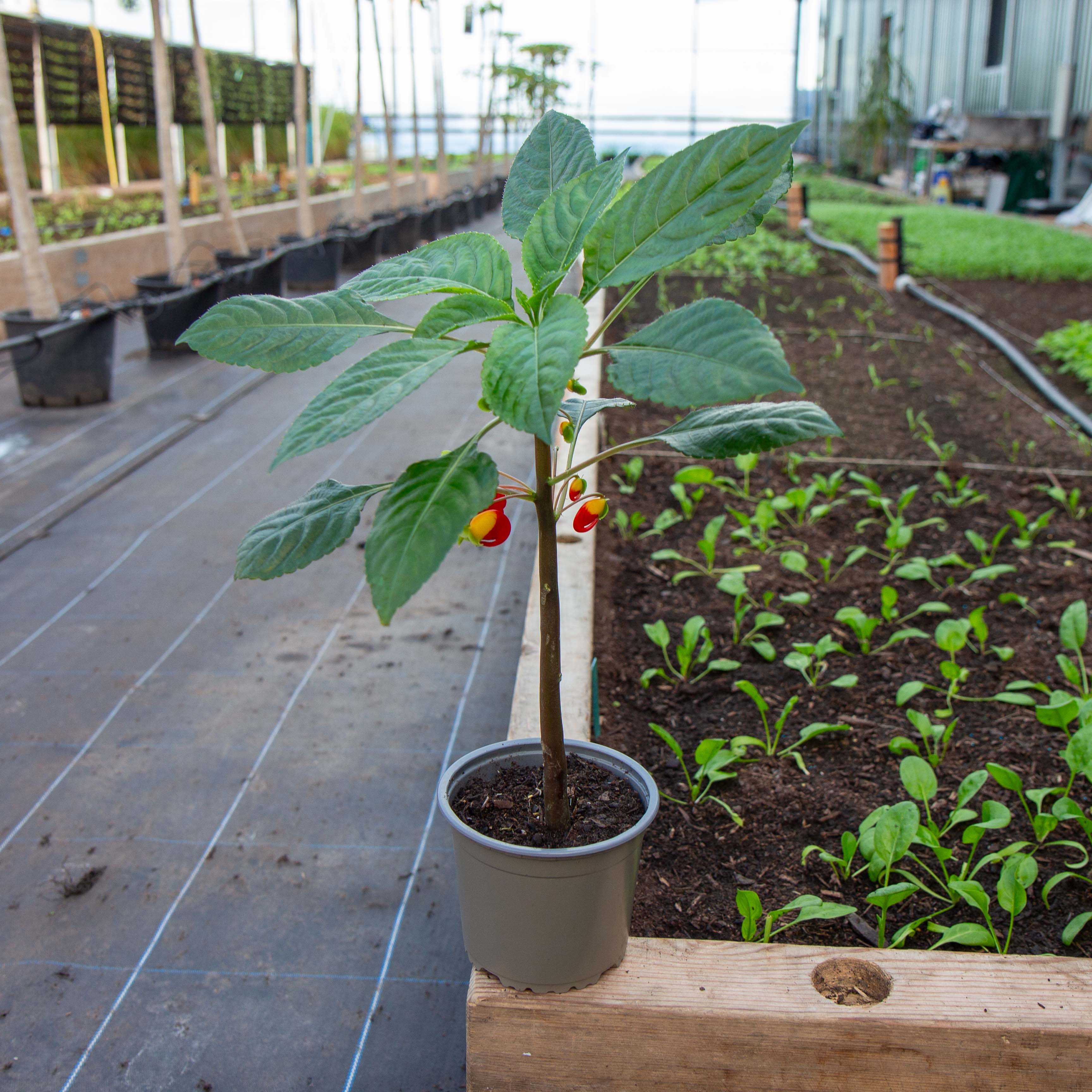 Congo cockatoo plant - Eden-grown - Image 3