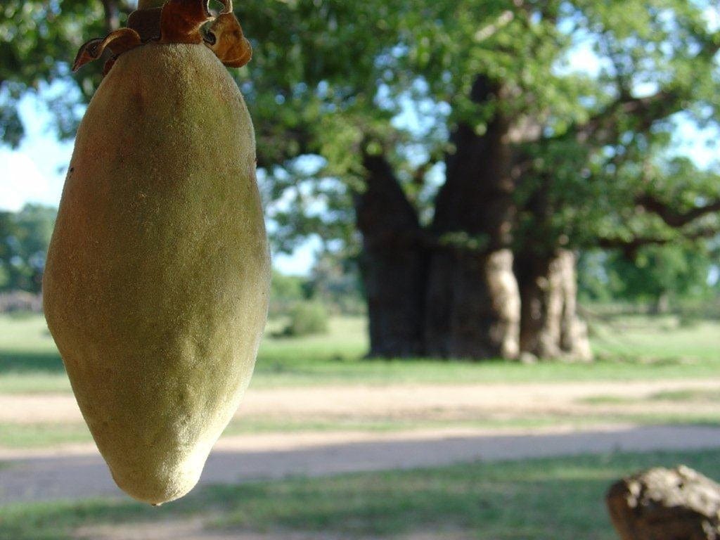 Baobab fruit powder 5g - Image 3