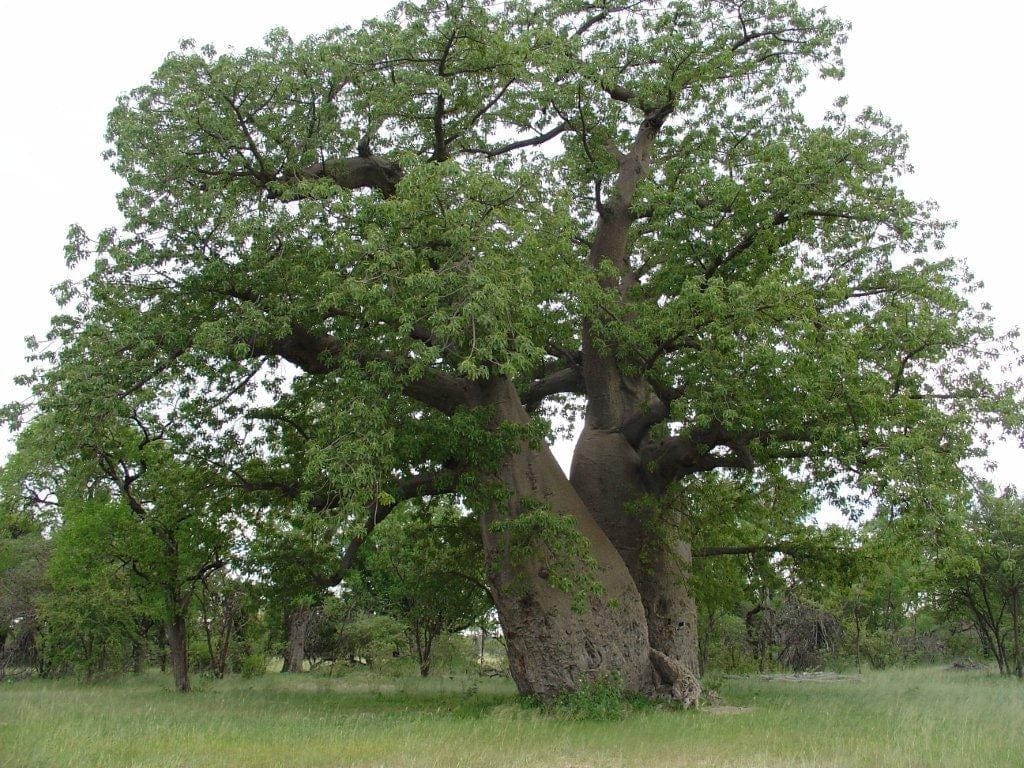 Baobab fruit powder 5g - Image 4