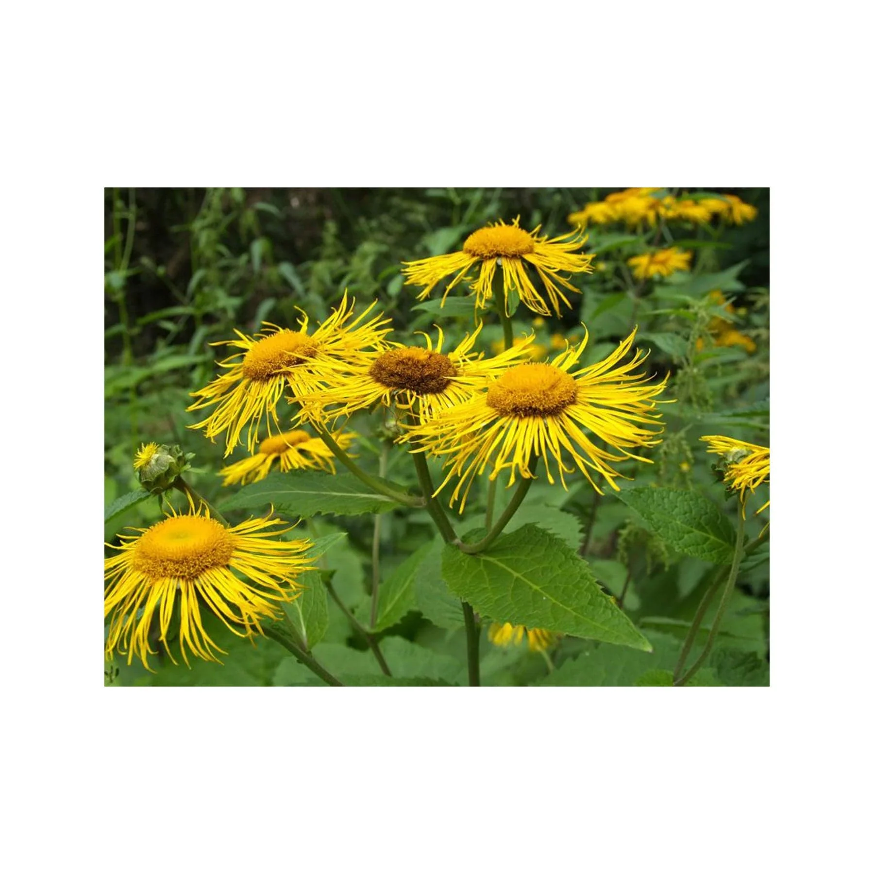 Elecampane seed pack - Image 2