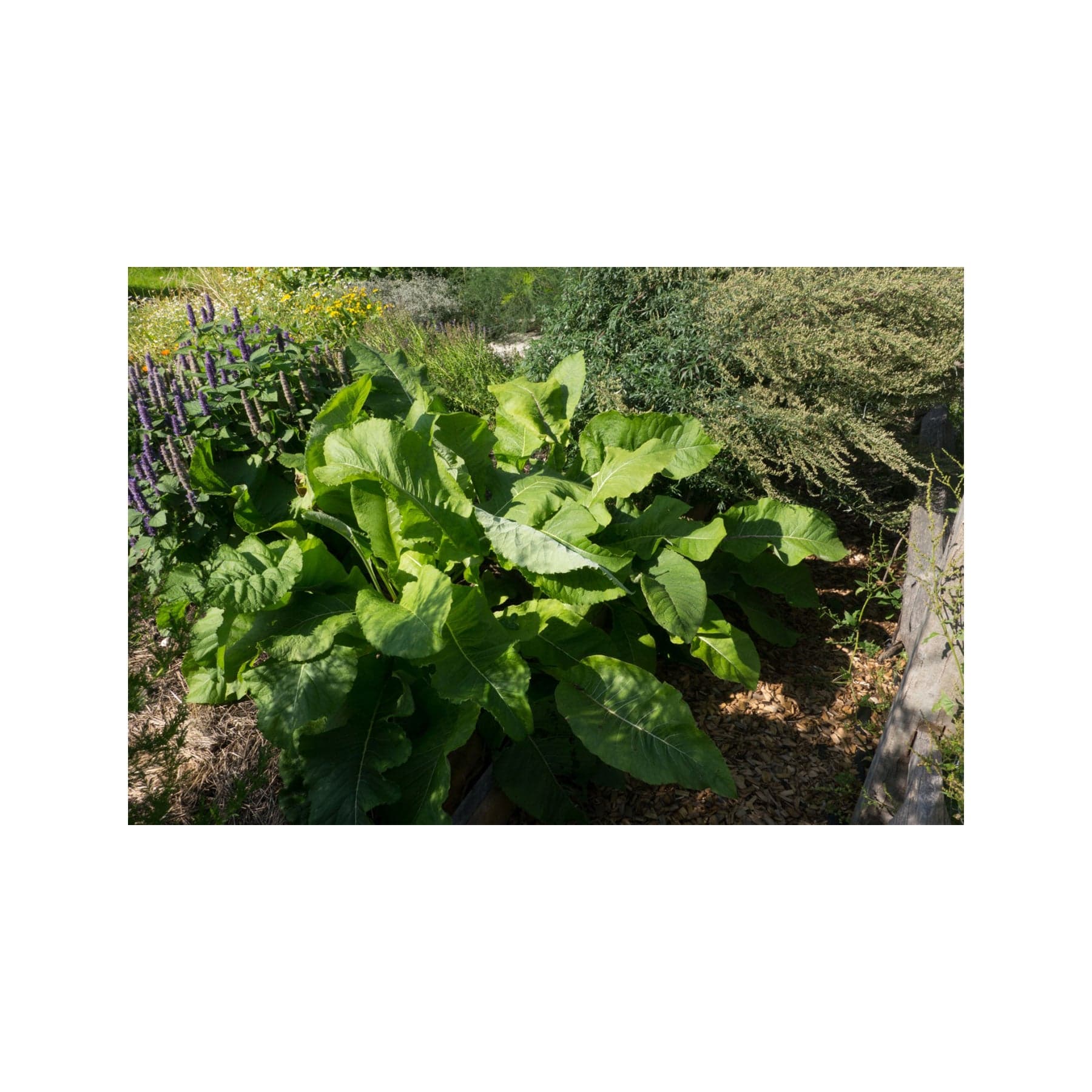Elecampane seed pack - Image 3