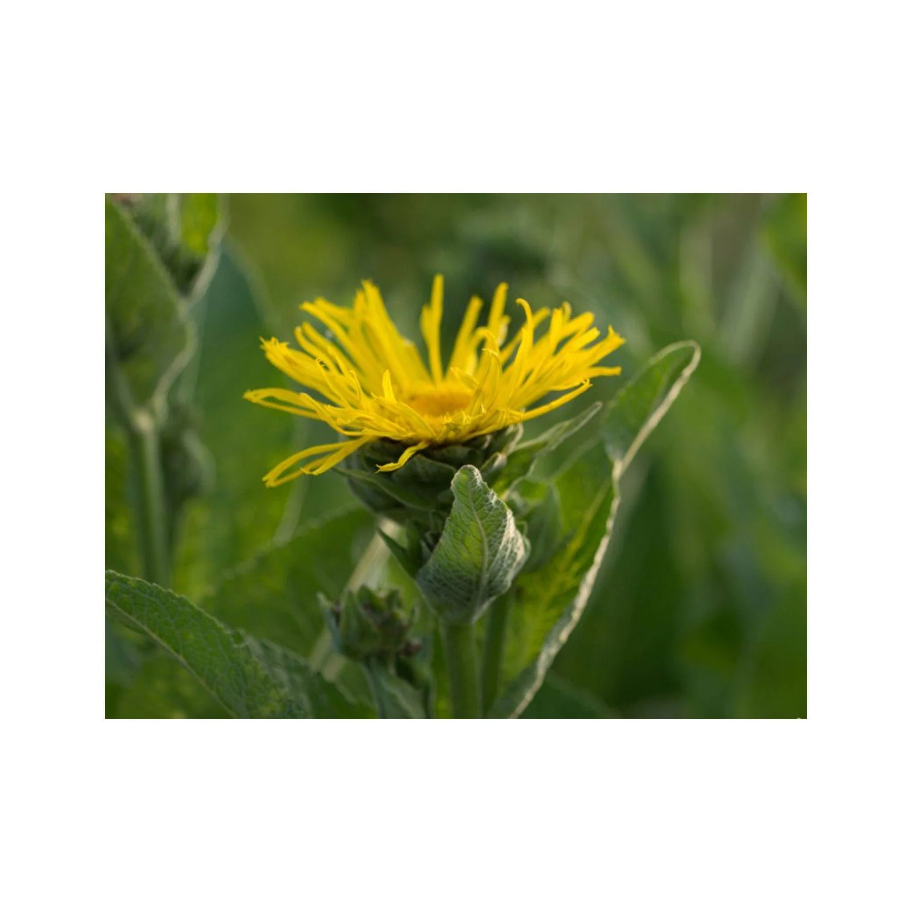 Elecampane seed pack - Image 4