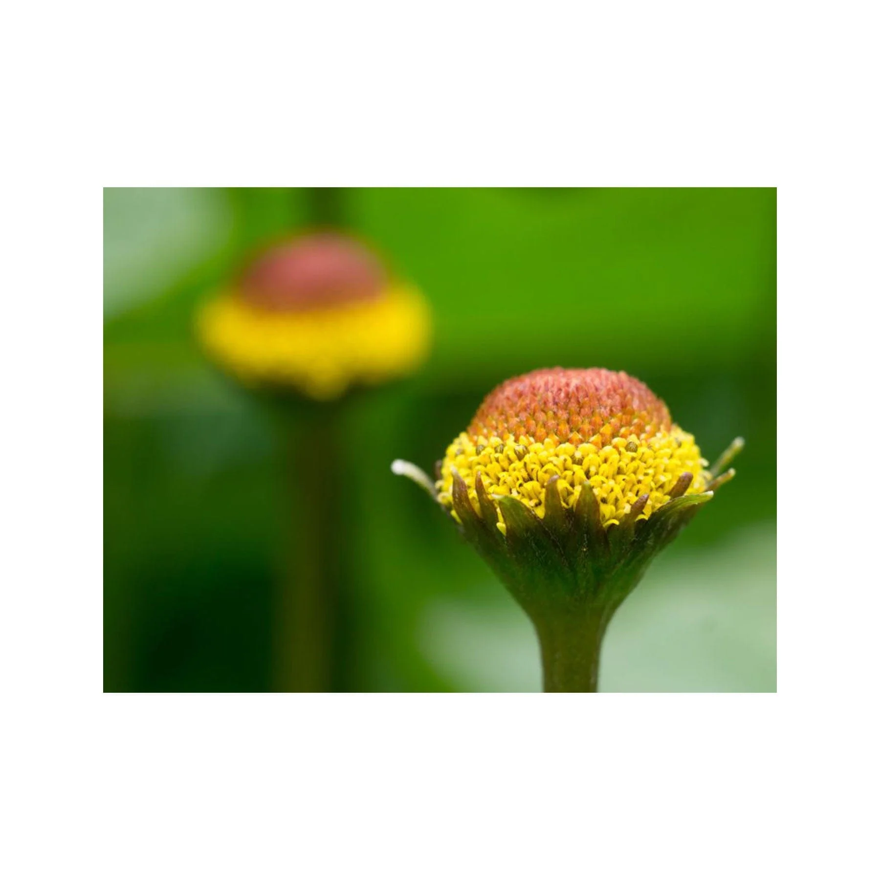 Electric daisy seed pack - Image 3