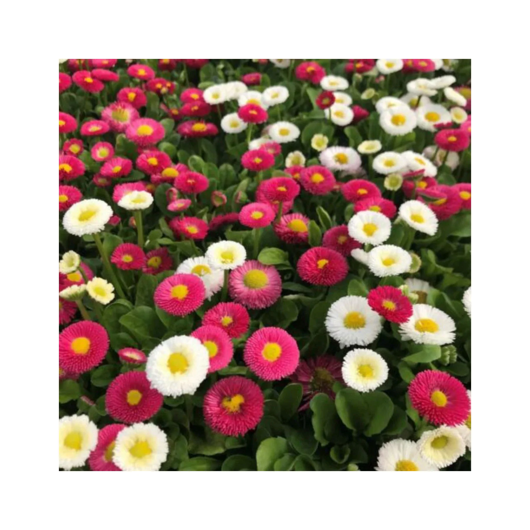 English daisy pomponette mix seeds - Image 3