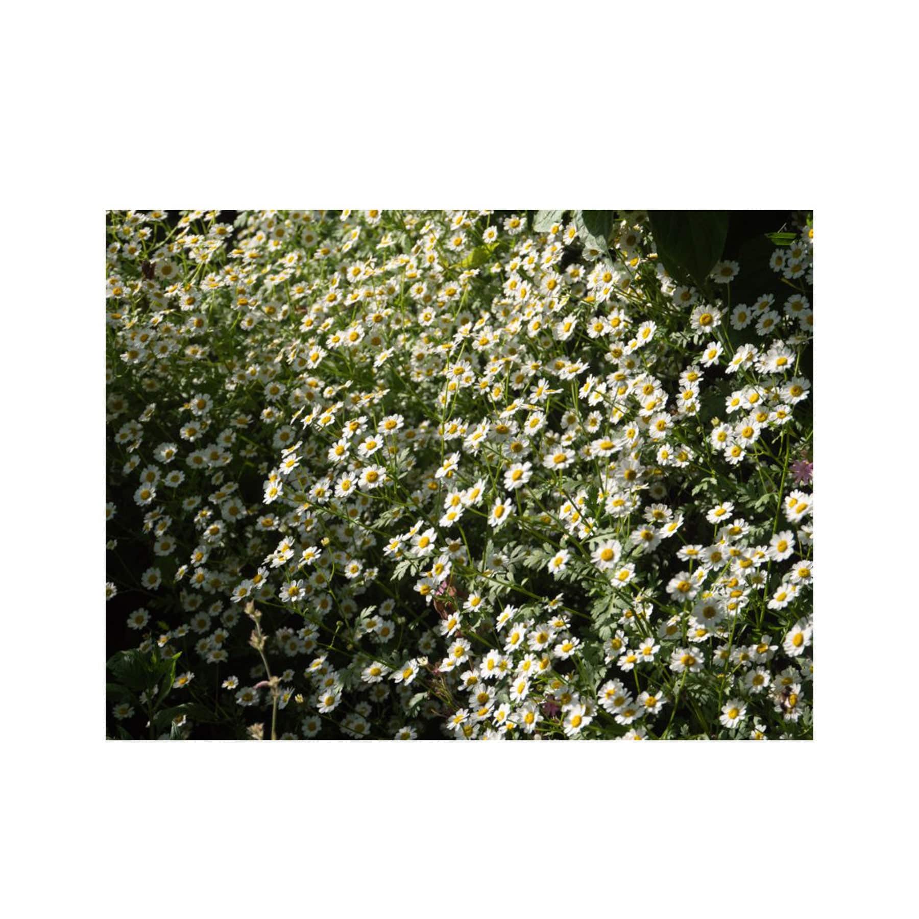 Feverfew seed pack - Image 4