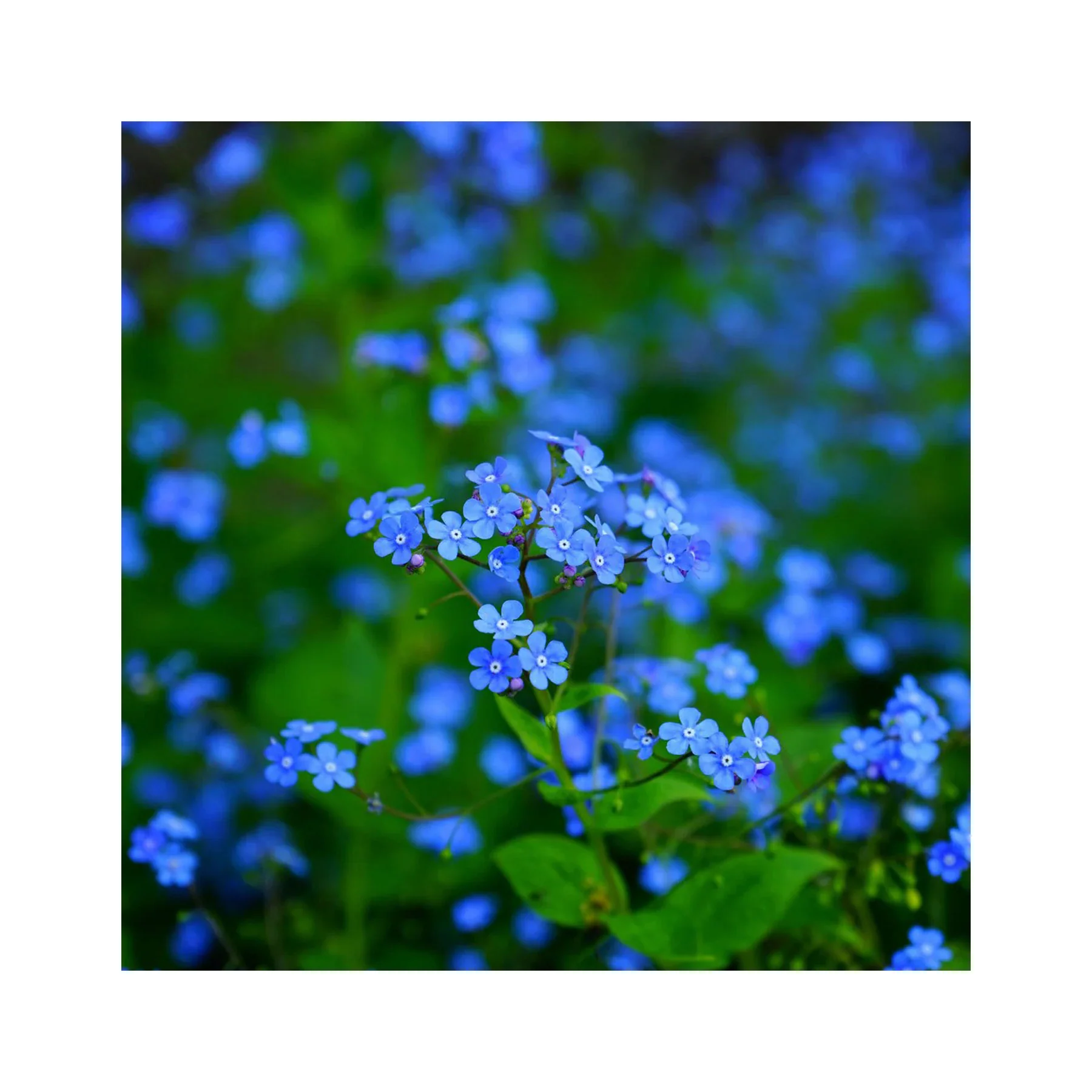 Forget me not indigo blue seeds - Image 3