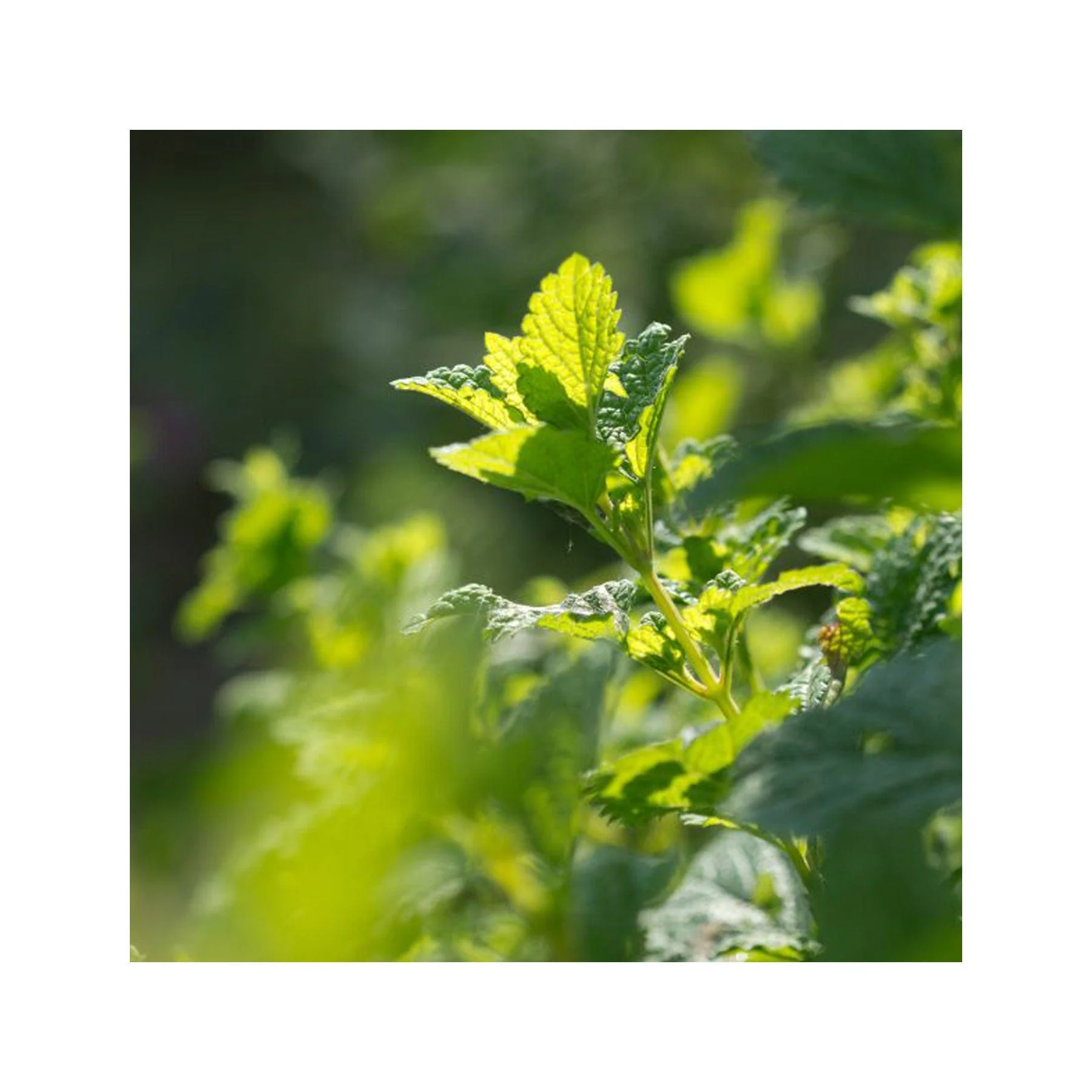 Garden of happiness seed collection - Image 2