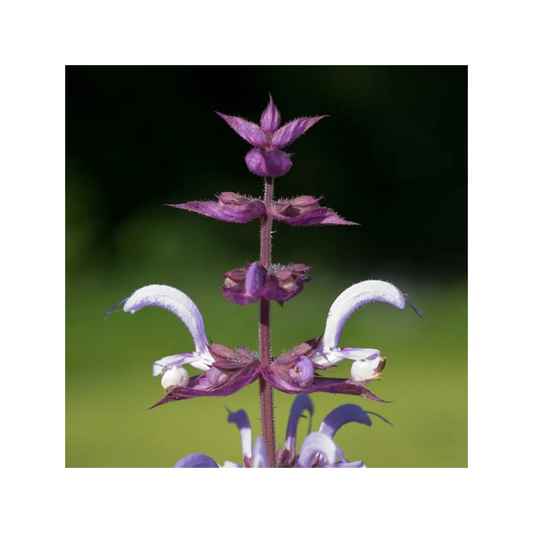 Garden of happiness seed collection - Image 3
