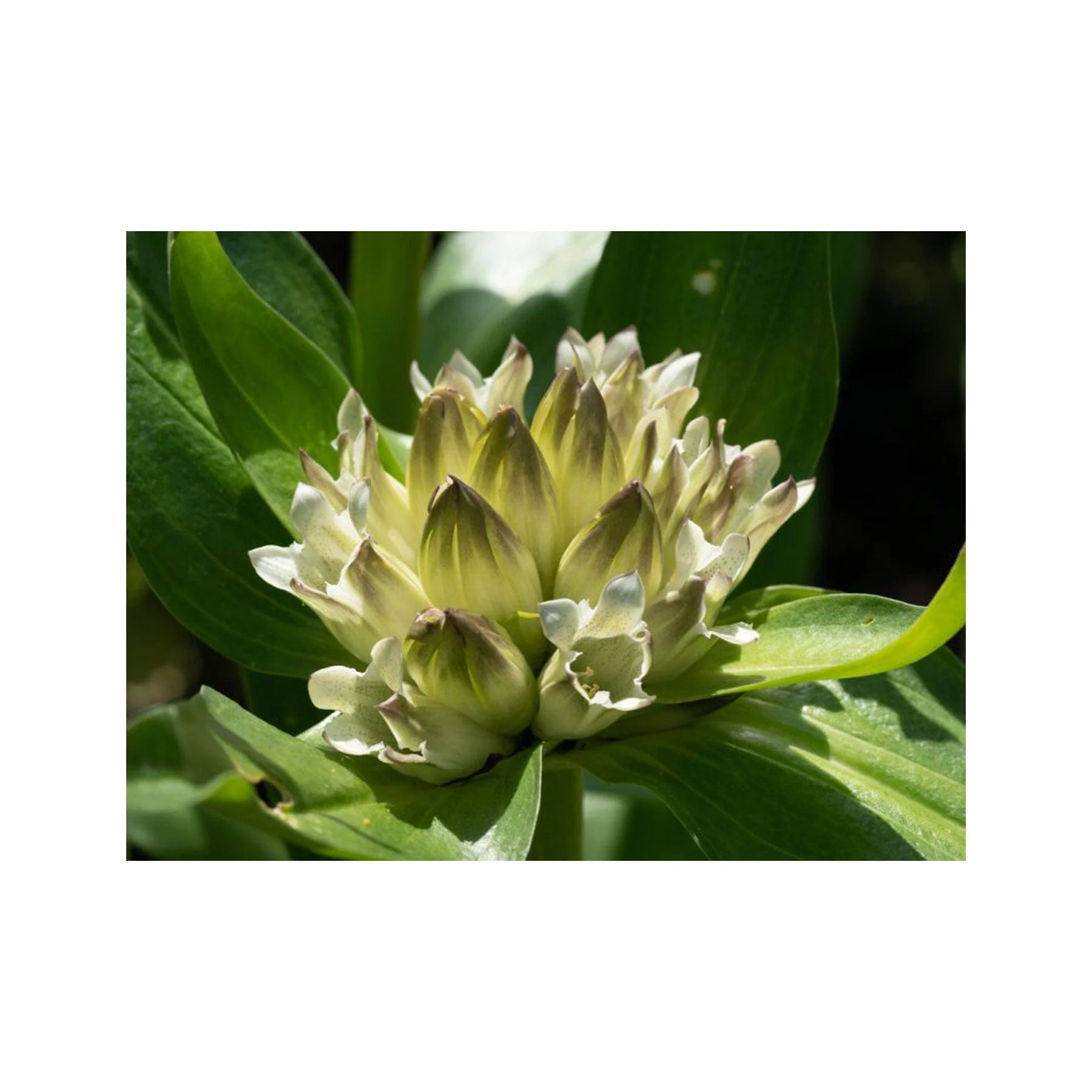 Tibetan gentian seed pack - Image 3