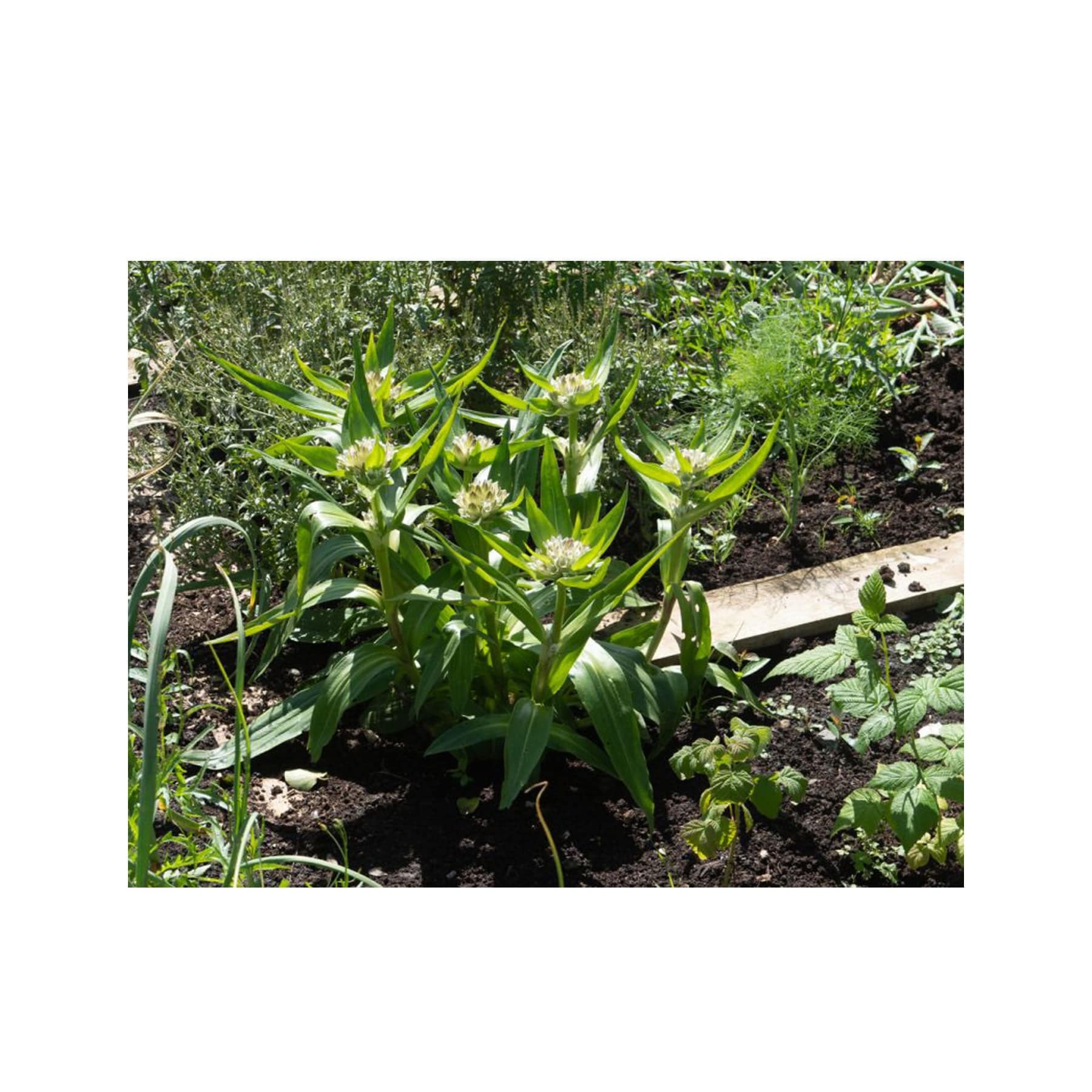 Tibetan gentian seed pack - Image 4