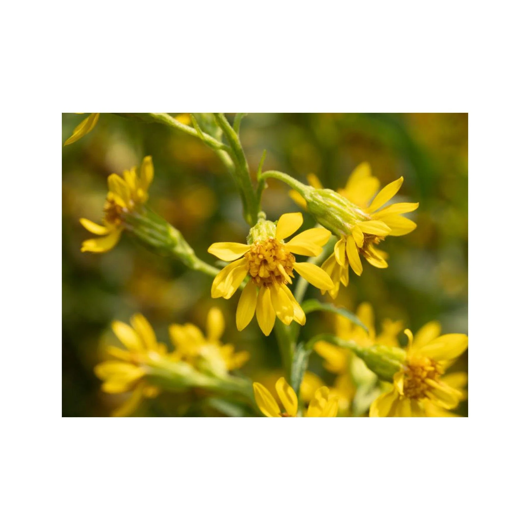 Goldenrod seed pack - Image 2
