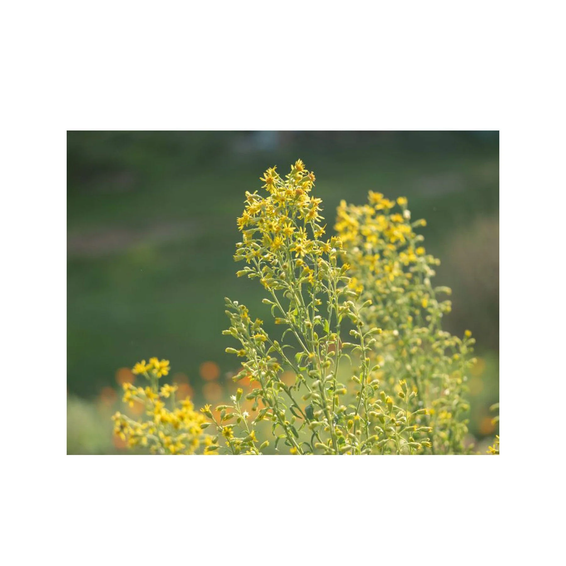 Goldenrod seed pack - Image 3