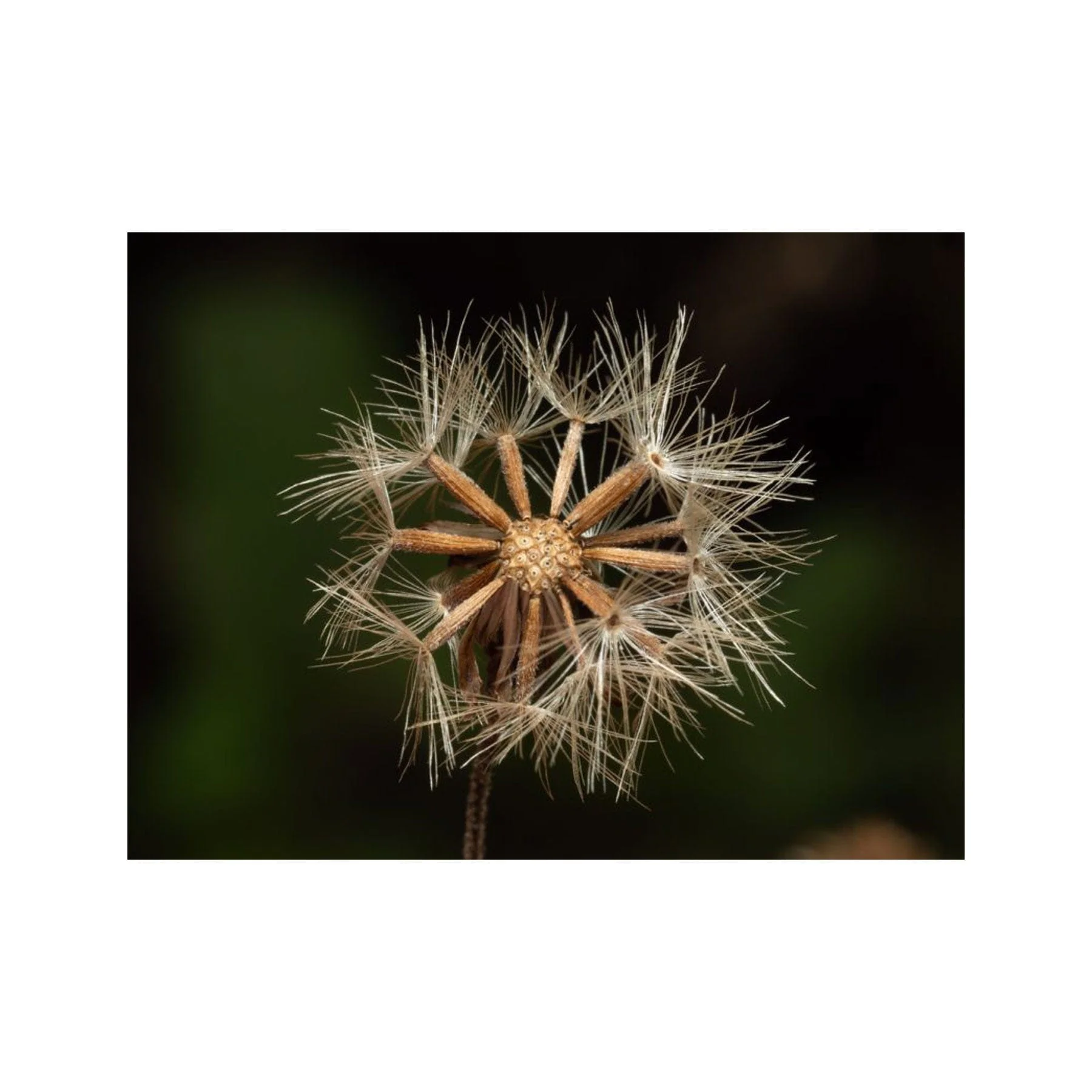 Goldenrod seed pack - Image 4