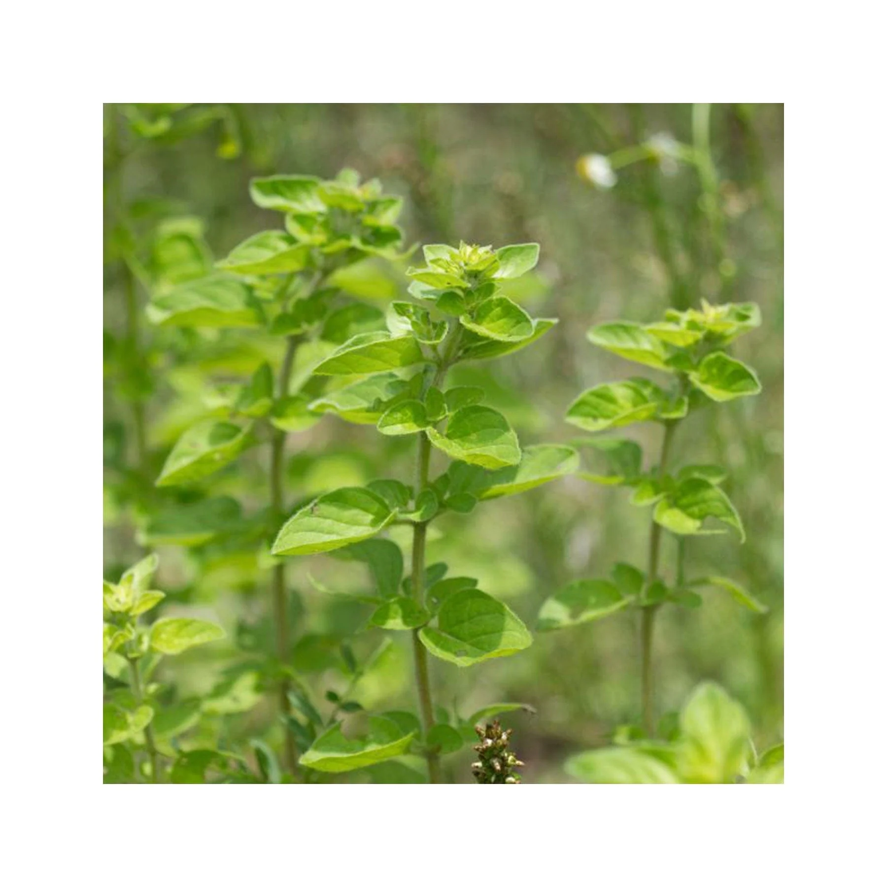 Herbal kitchen garden seed collection - Image 6