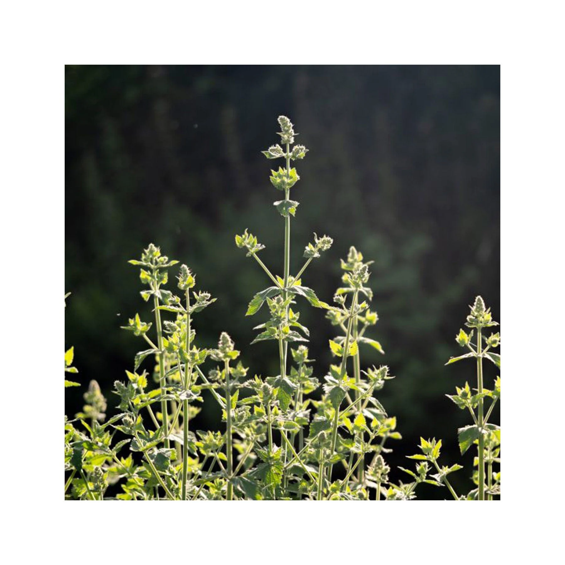 Herbal tea garden seed collection - Image 3