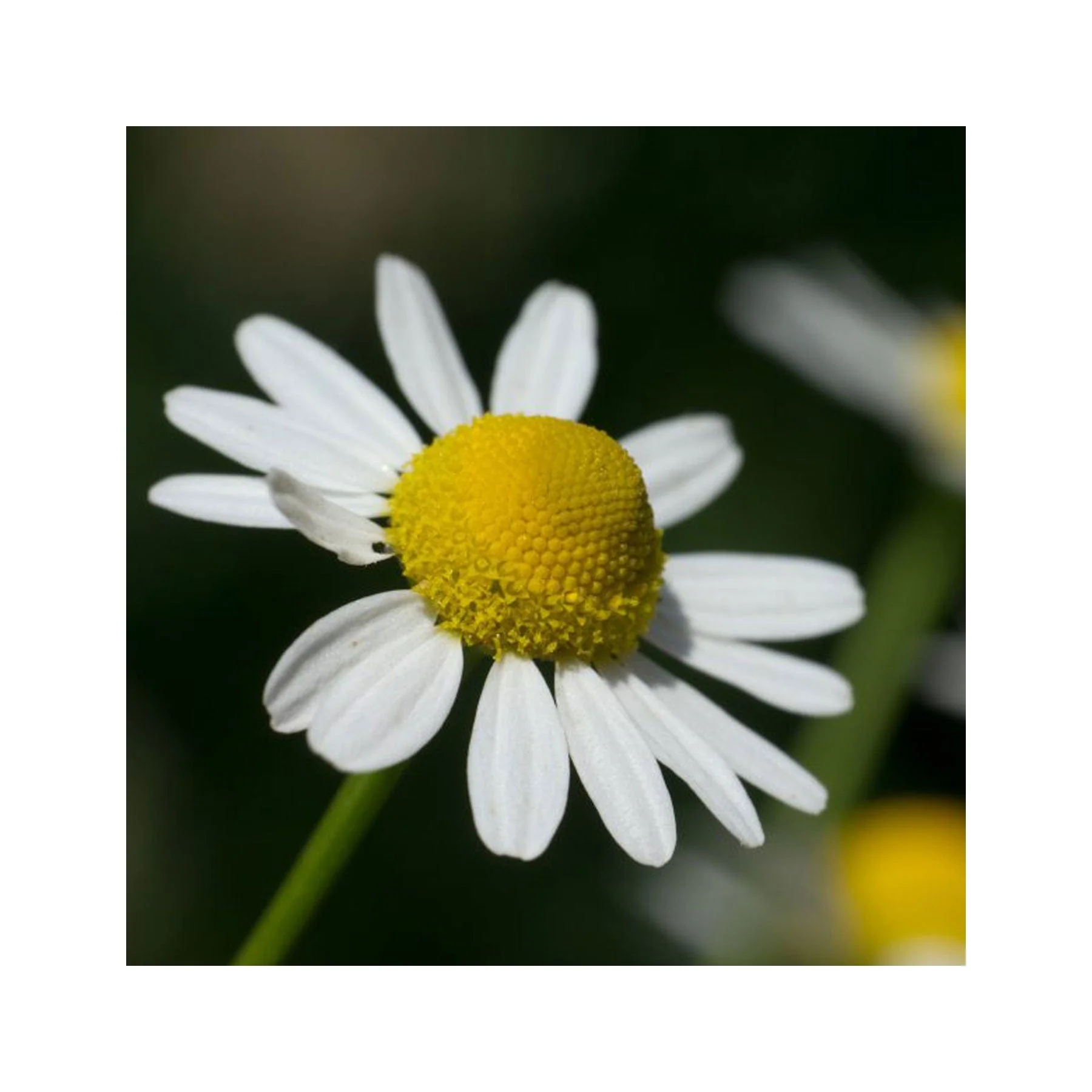 Herbal tea garden seed collection - Image 4