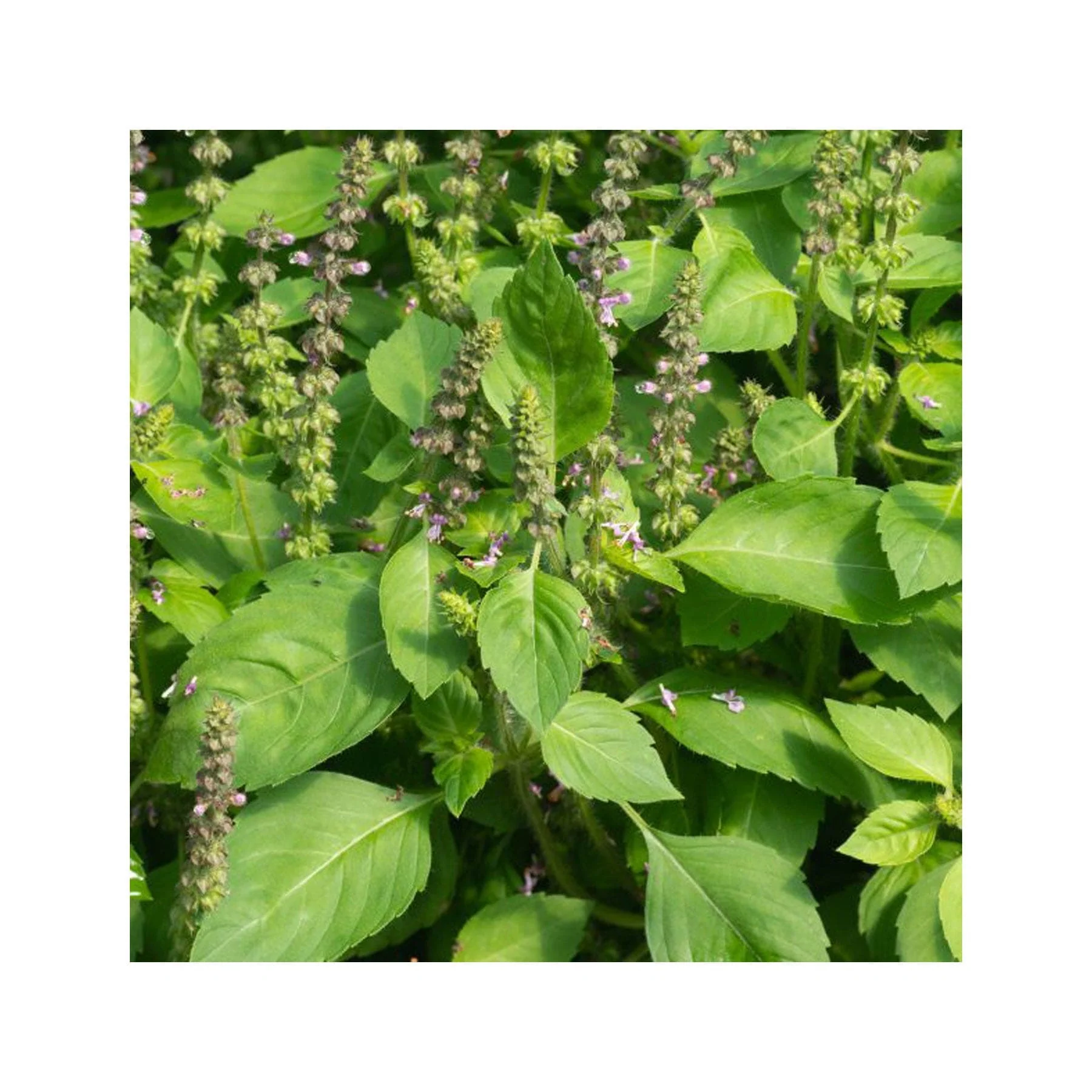 Herbal tea garden seed collection - Image 8