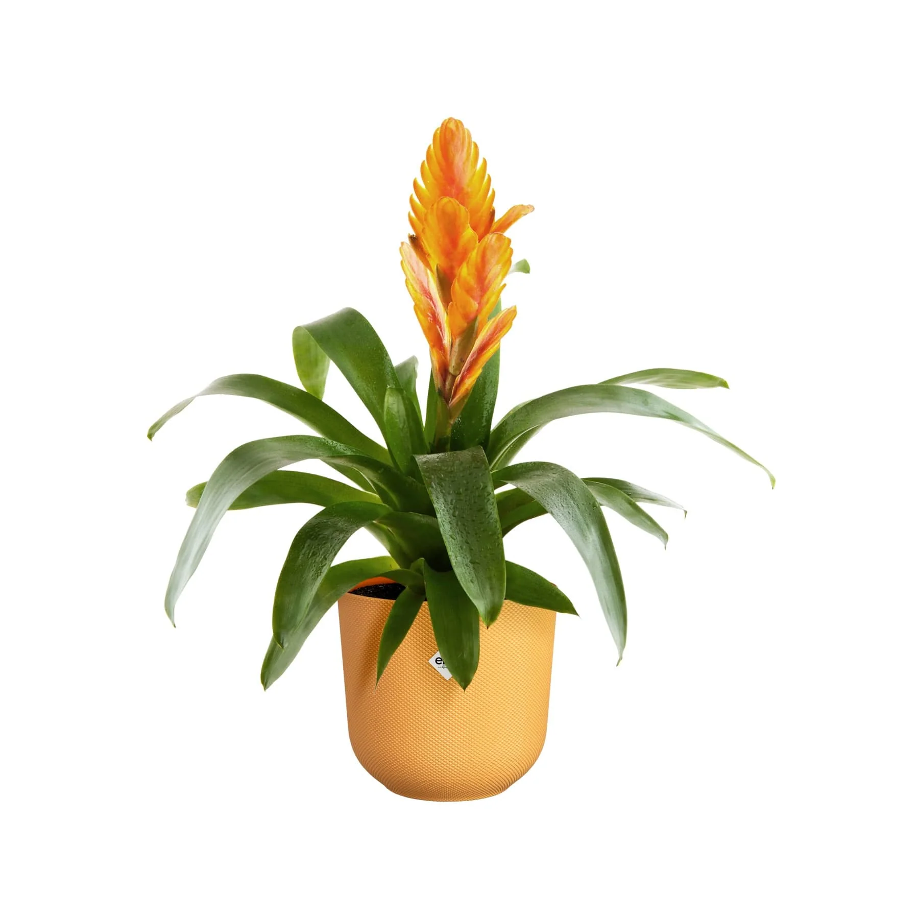 Jazz round amber yellow - Image 4