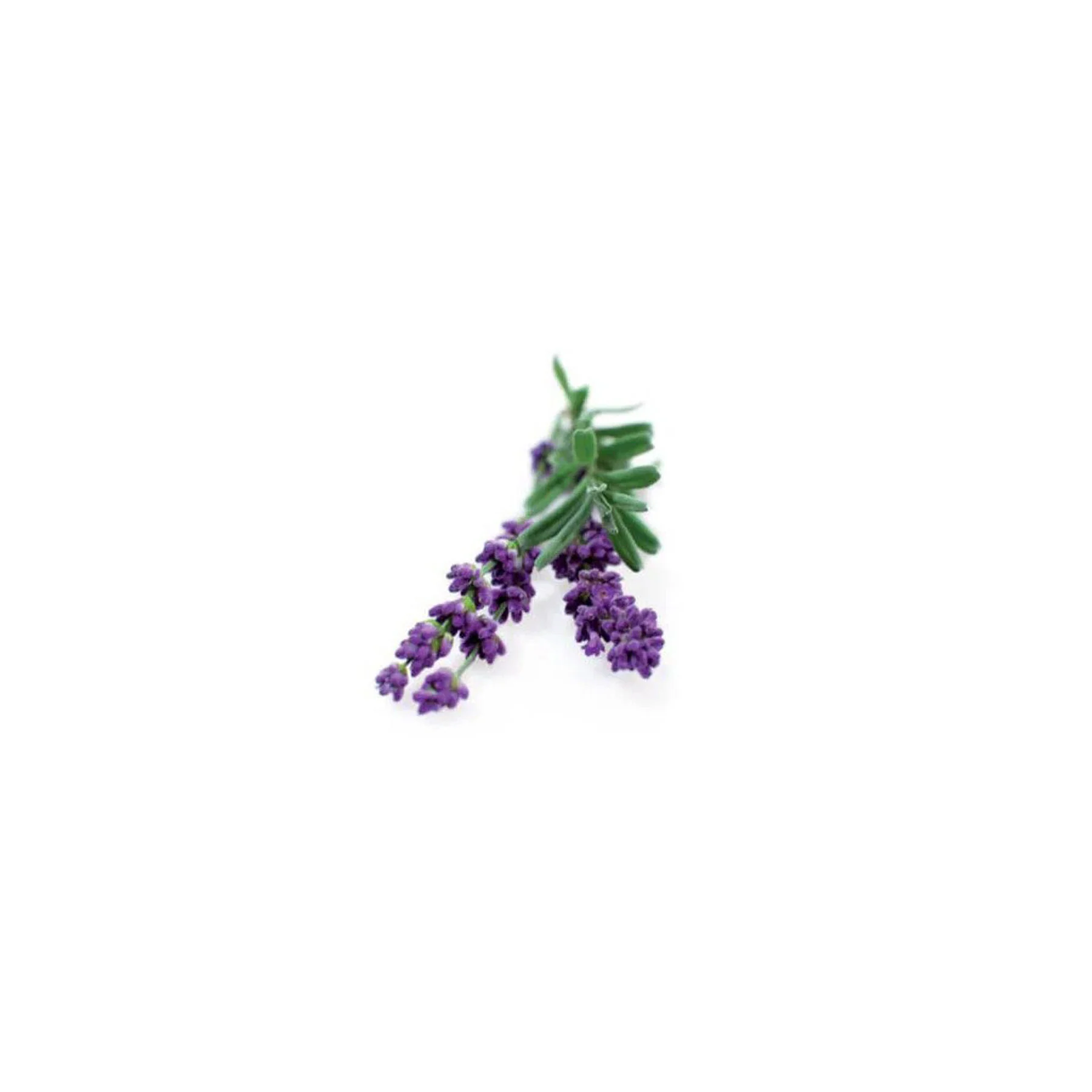 Lavender munstead blue seeds - Image 3