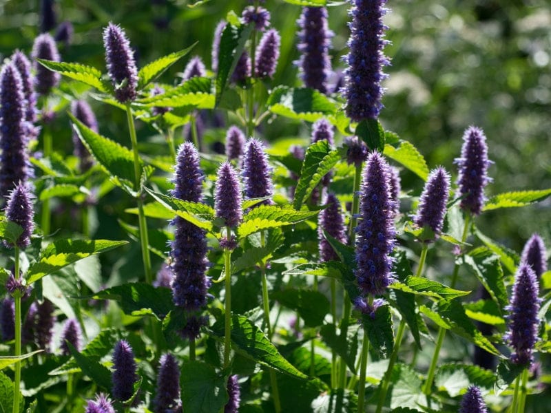 Licorice mint seed pack - Image 2