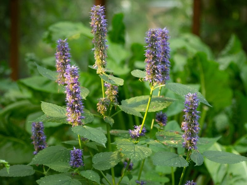 Licorice mint seed pack - Image 4