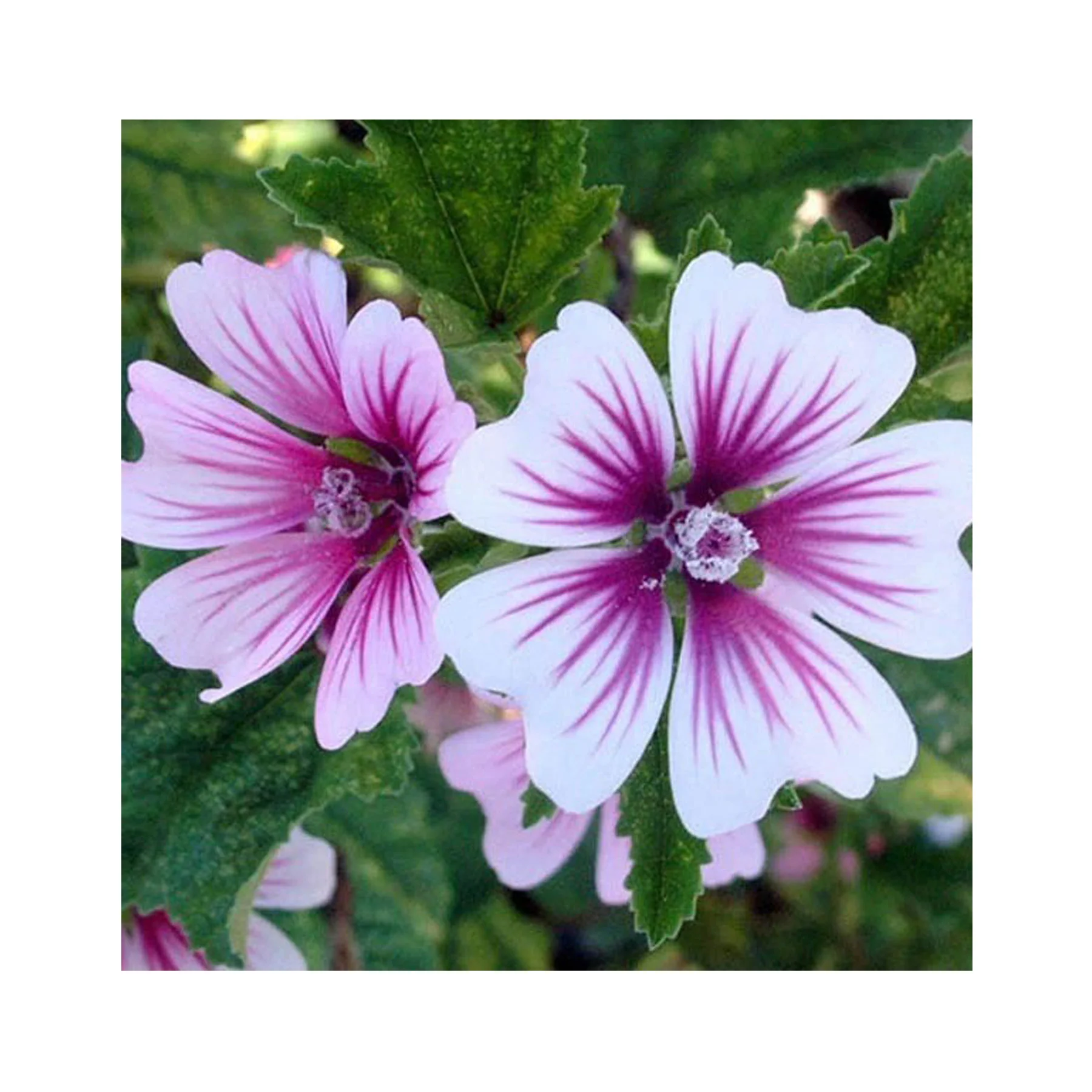 Mallow zebrina seeds - Image 3