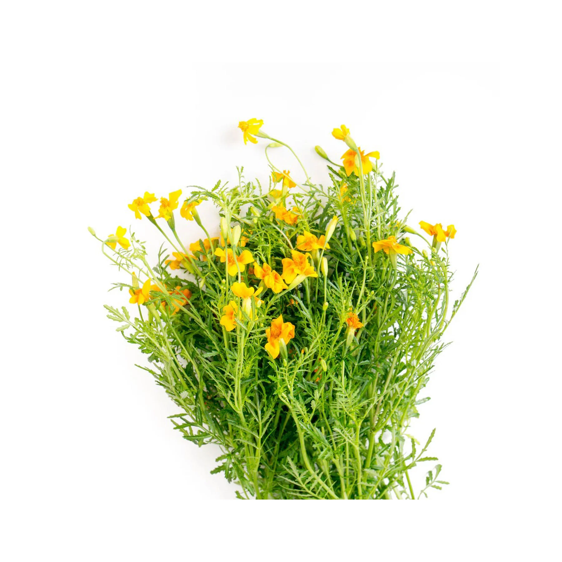 Marigold starfire mix seeds - Image 3