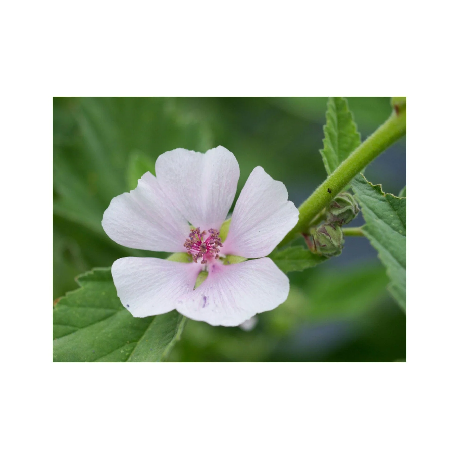 Marshmallow seed pack - Image 2