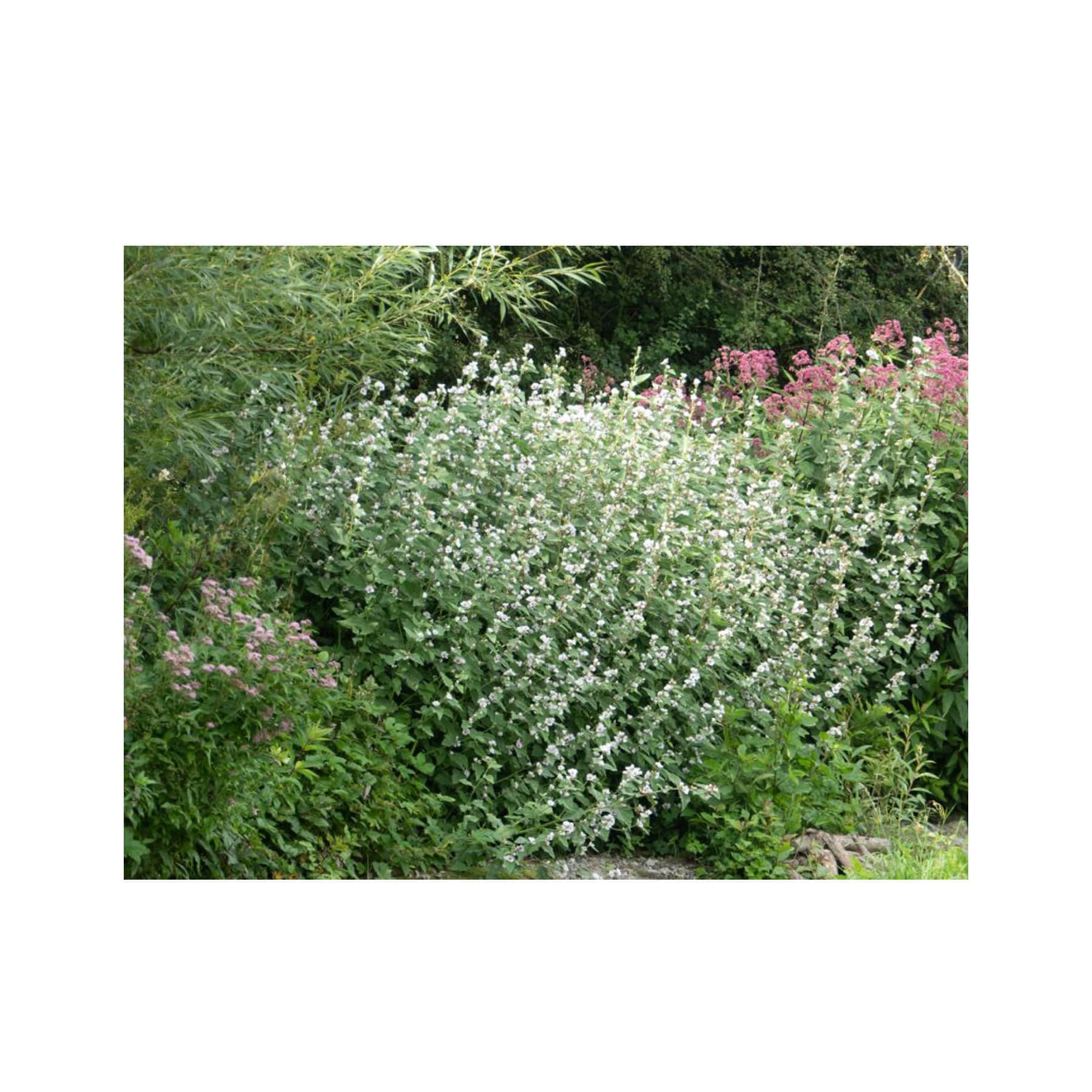 Marshmallow seed pack - Image 3