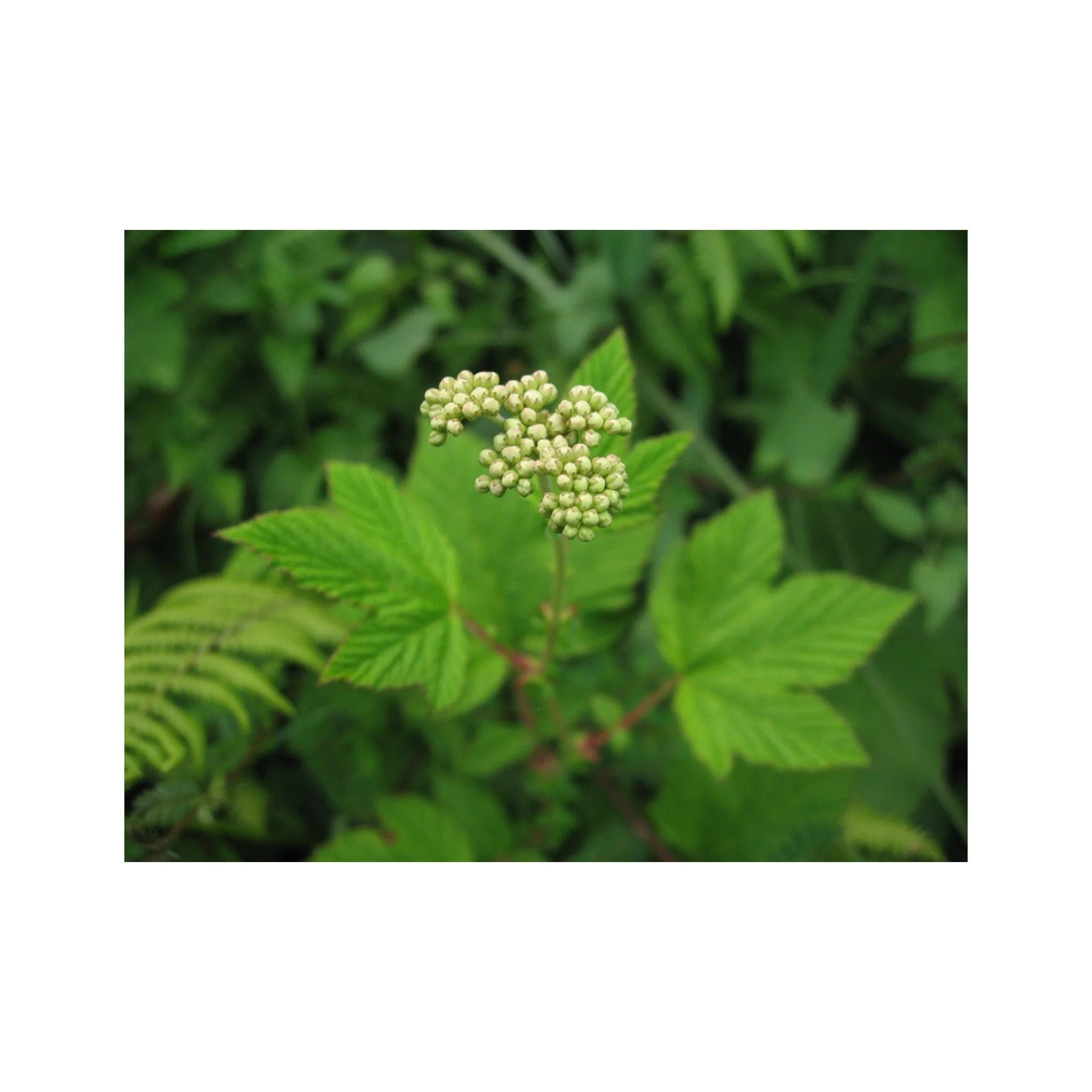 Meadowsweet seed pack - Image 2